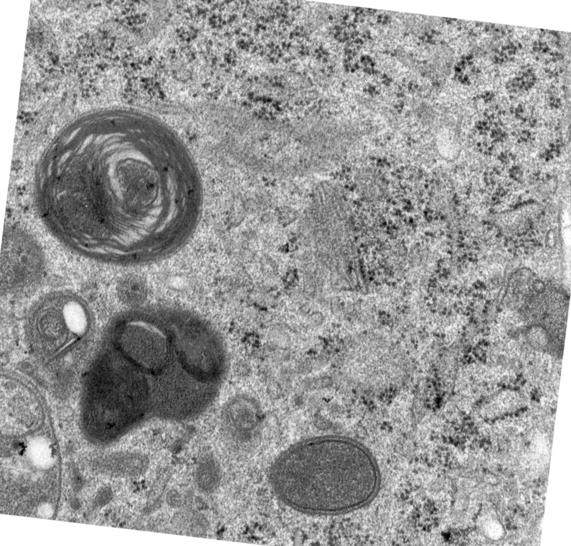 Rattus norvegicus (Golgi cisterna) - CIL:24495