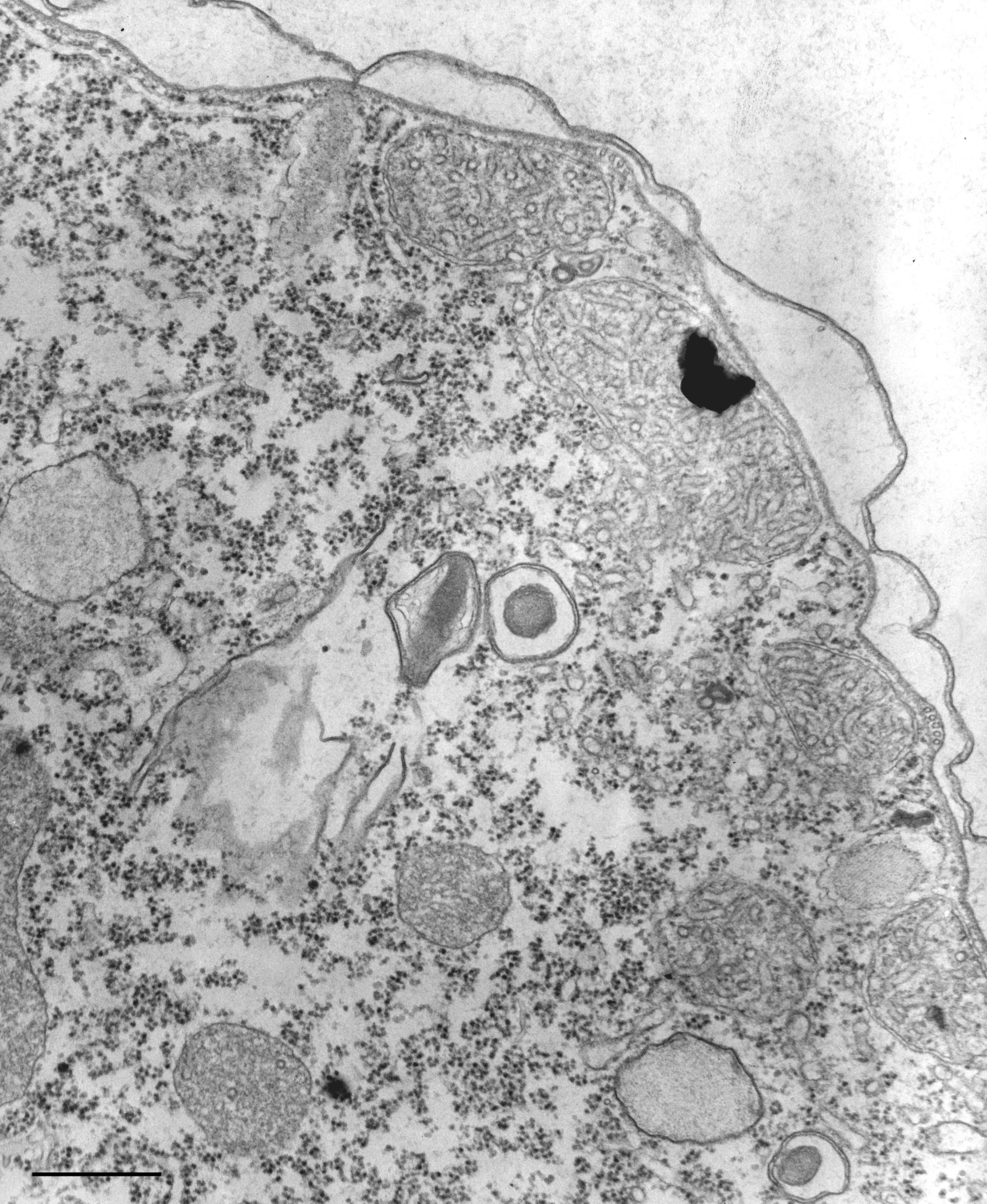 Tetrahymena pyriformis (Cell cortex) - CIL:36226