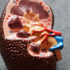 Harntrakt DocCheck Flexikon