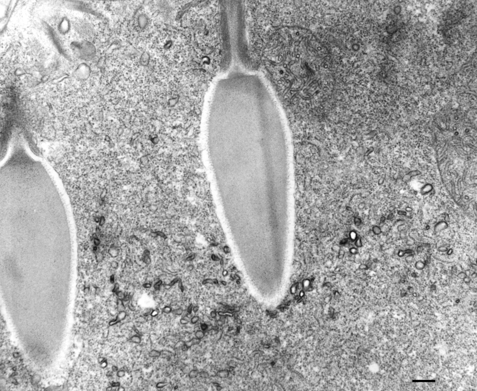 Paramecium multimicronucleatum (Cytoplasm) - CIL:36683