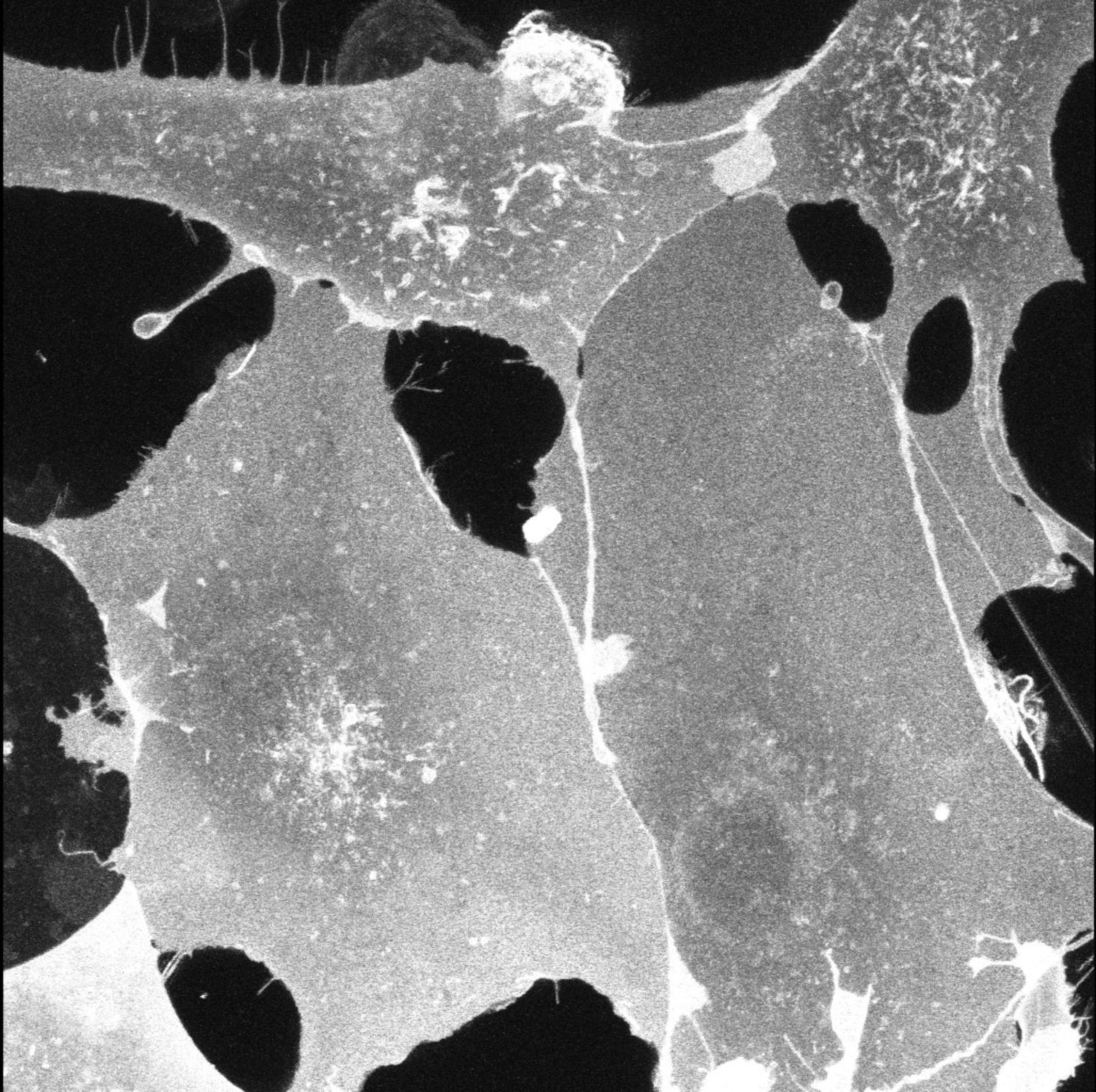 Chlorocebus sabaeus (Plasma membrane) - CIL:726