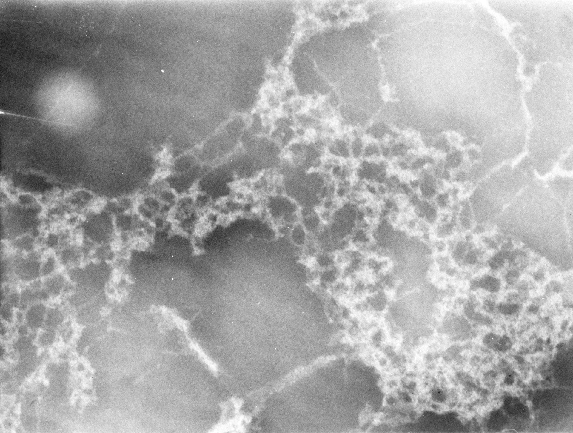 Gallus gallus (Nuclear chromatin) - CIL:7506