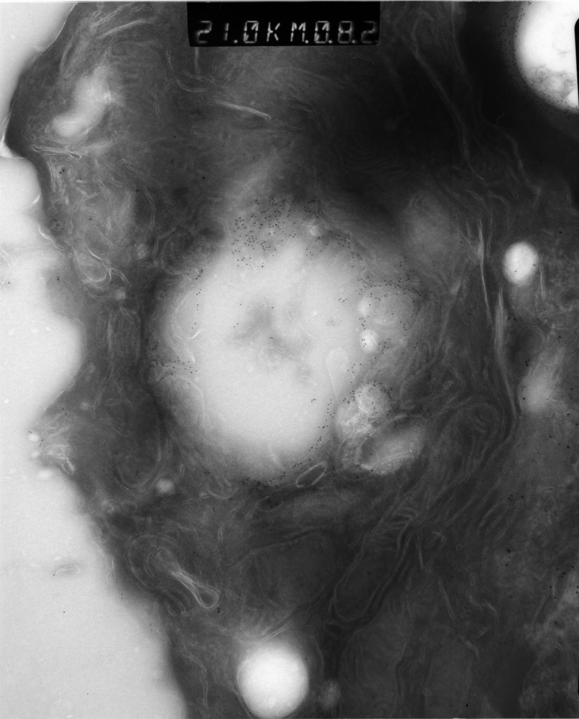 Rattus rattus (Mitochondrion) - CIL:12949
