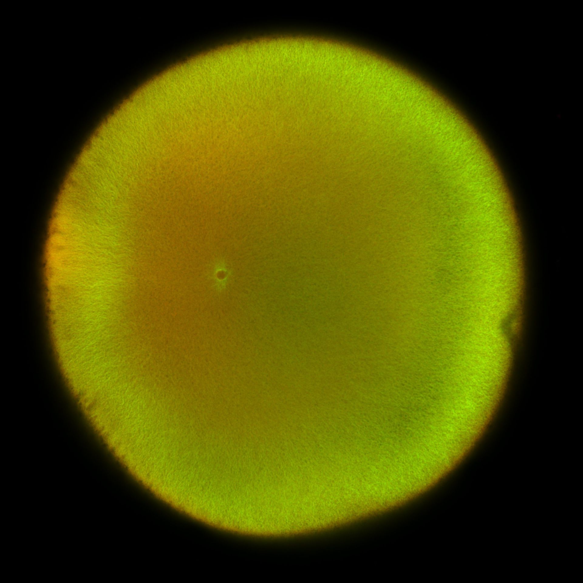 Xenopus laevis (DNA) - CIL:36487