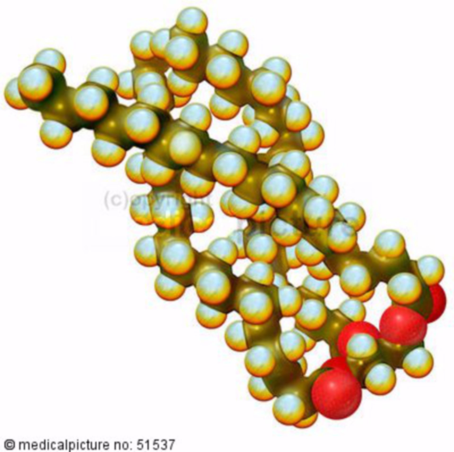  Triglyzerid-Molekül 
