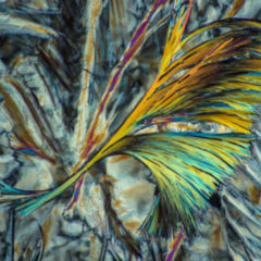 Laurinsäure DocCheck Flexikon