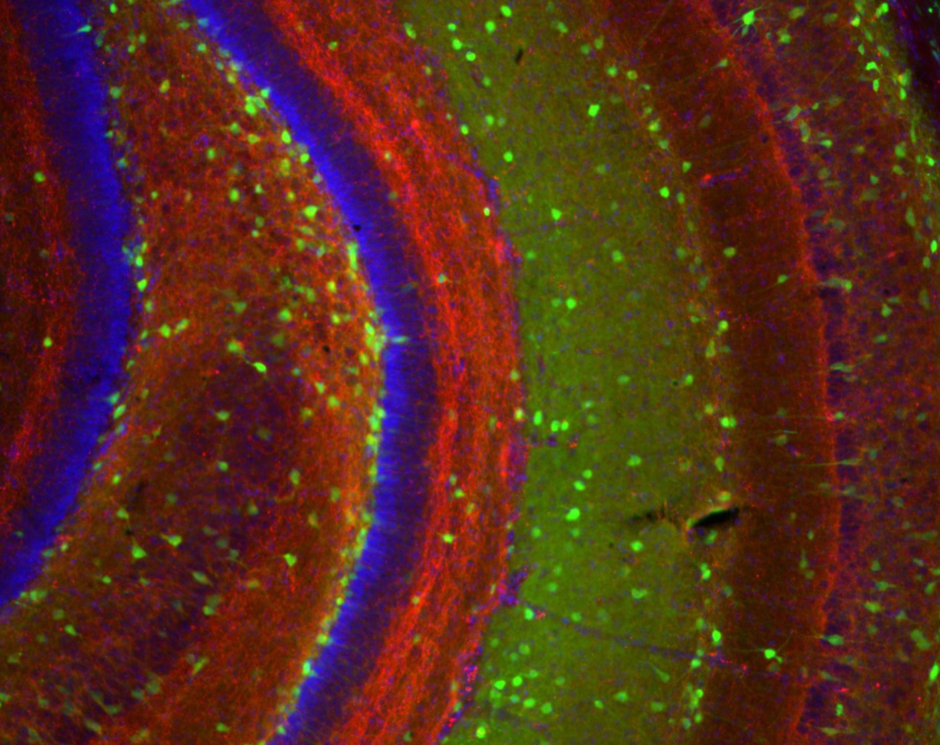 Mus musculus (Axon) - CIL:16241