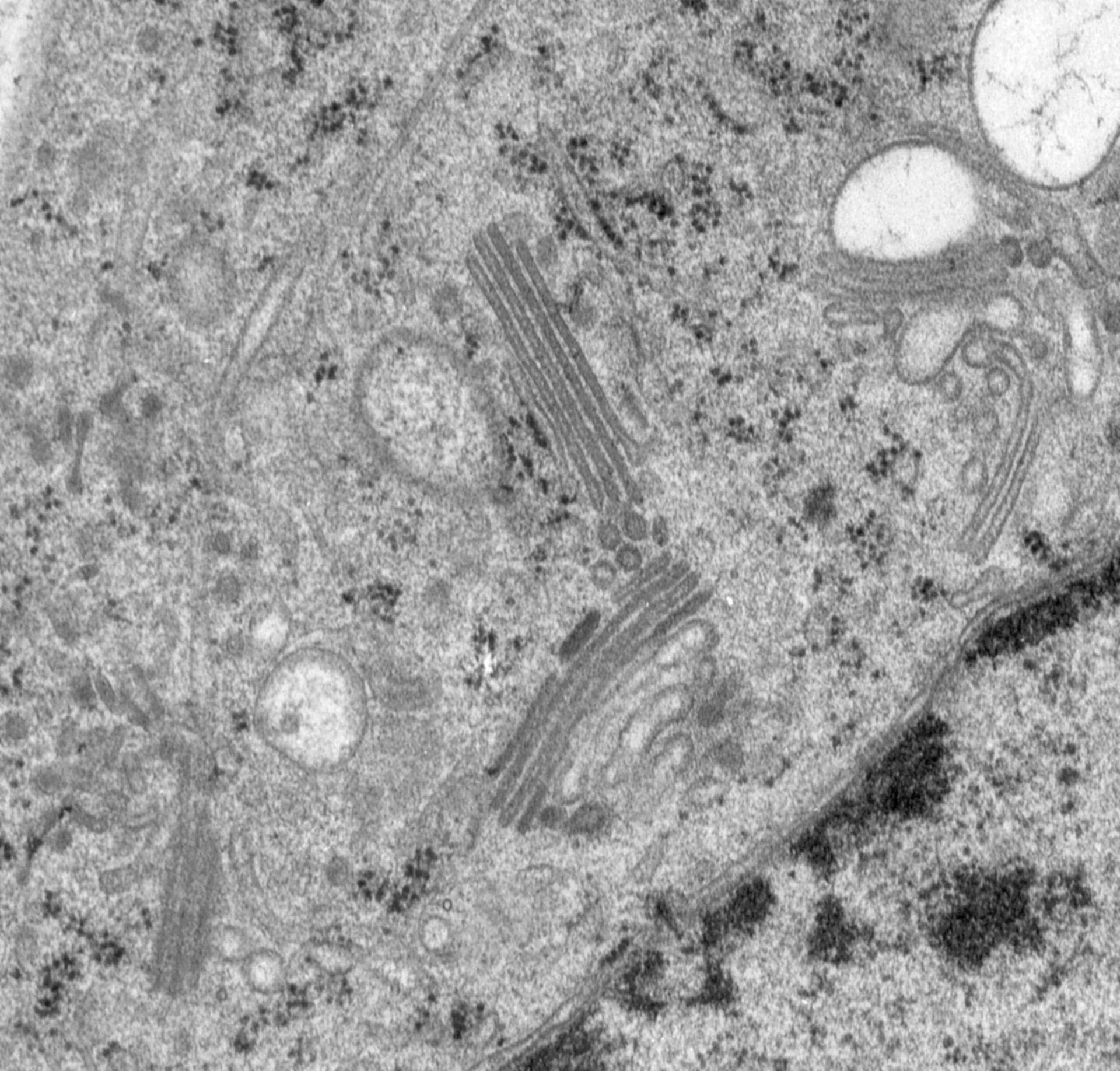 Rattus norvegicus (Golgi cisterna) - CIL:24770