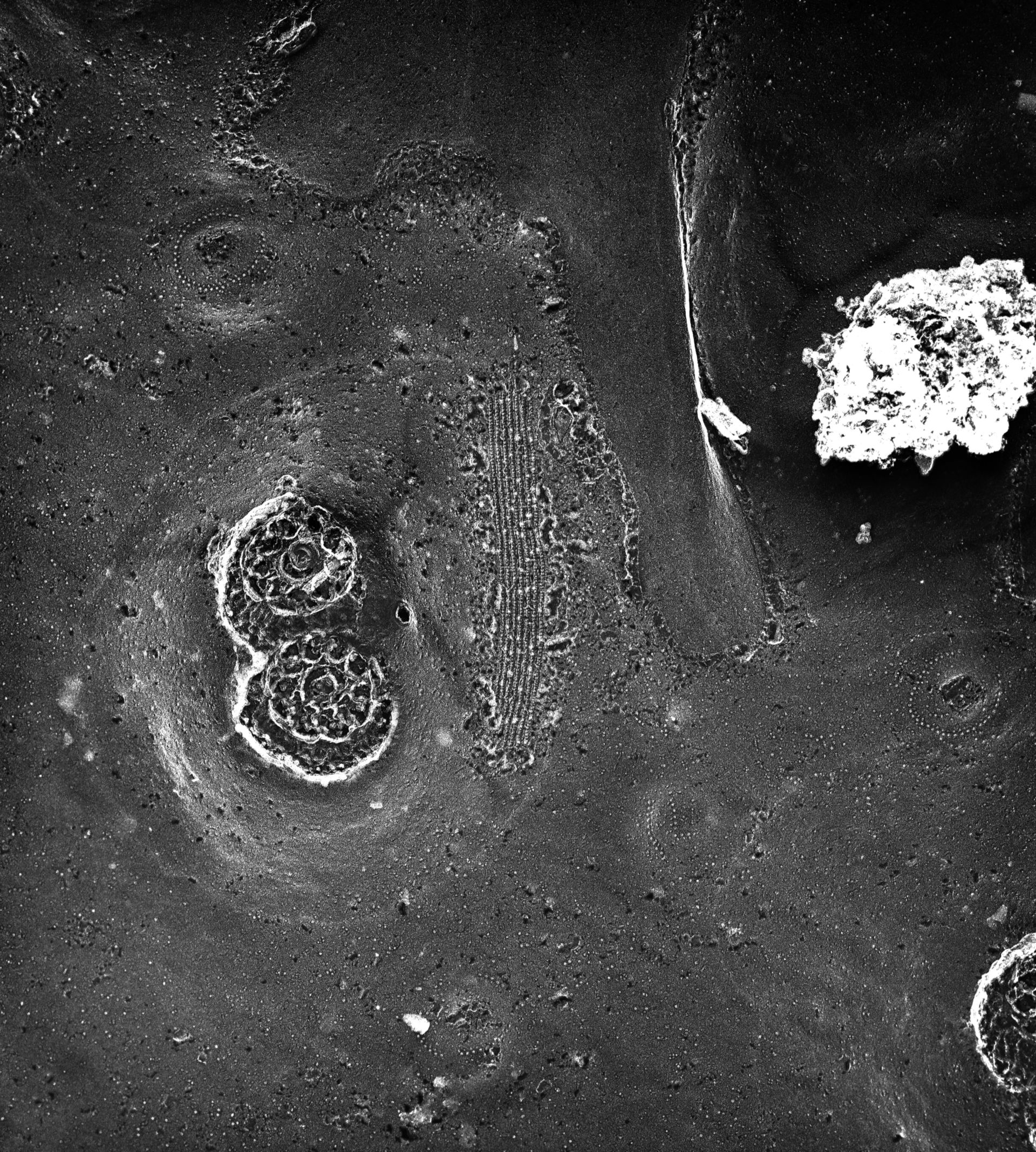 Paramecium multimicronucleatum (Pellicle) - CIL:39318