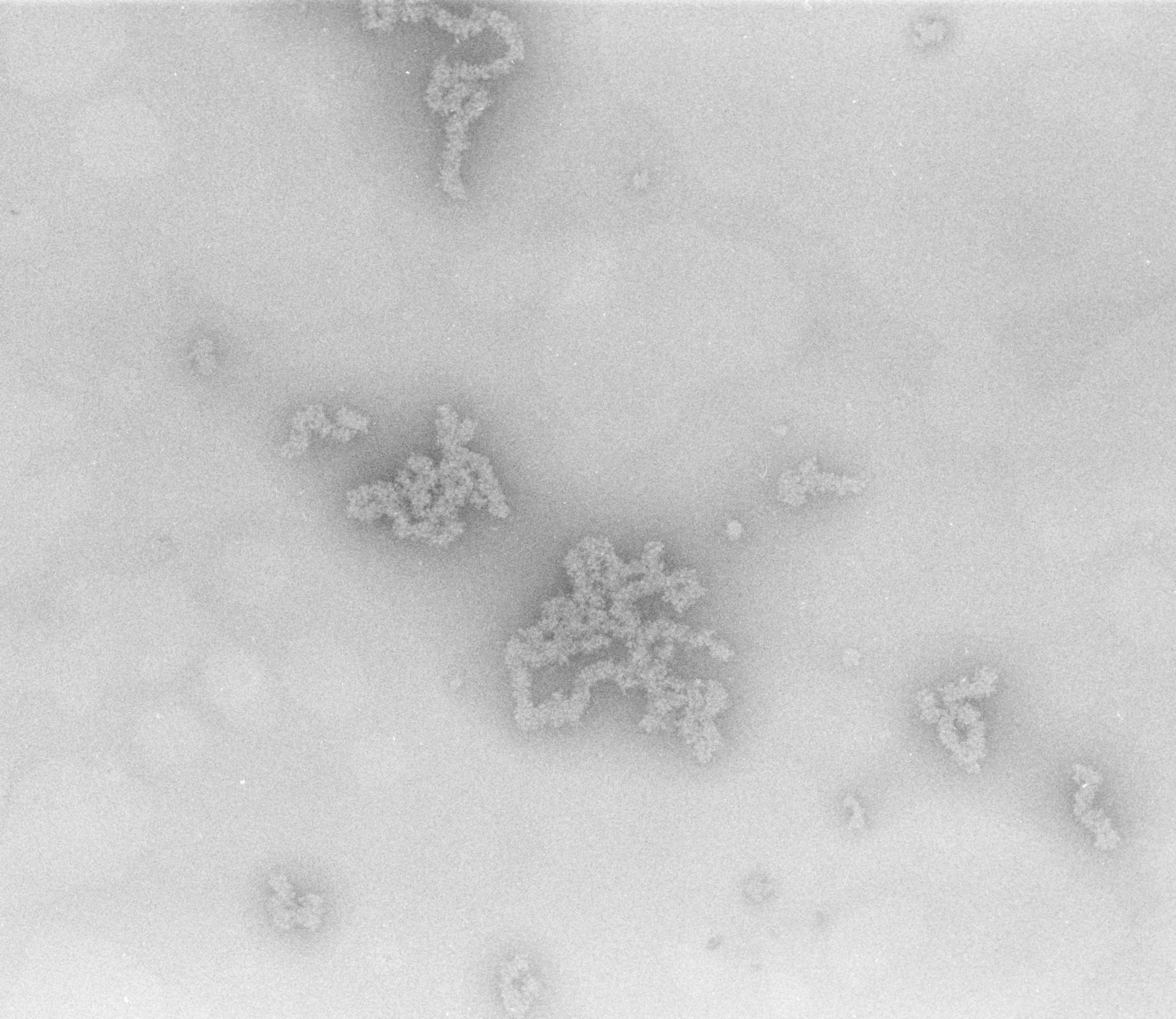 Necturus maculosus (Nucleate erythrocyte) - CIL:705