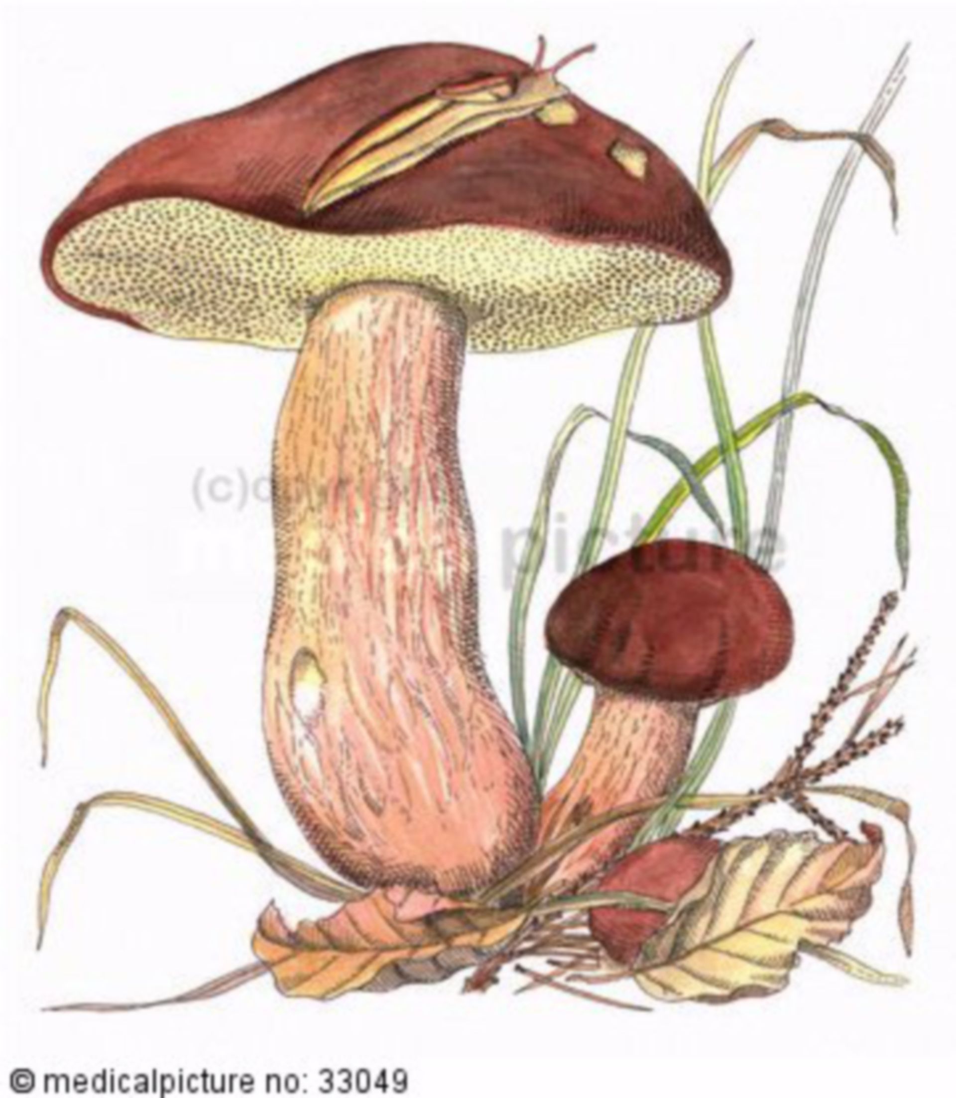  Pilz, Boletus badius, Xerocomus badius 
