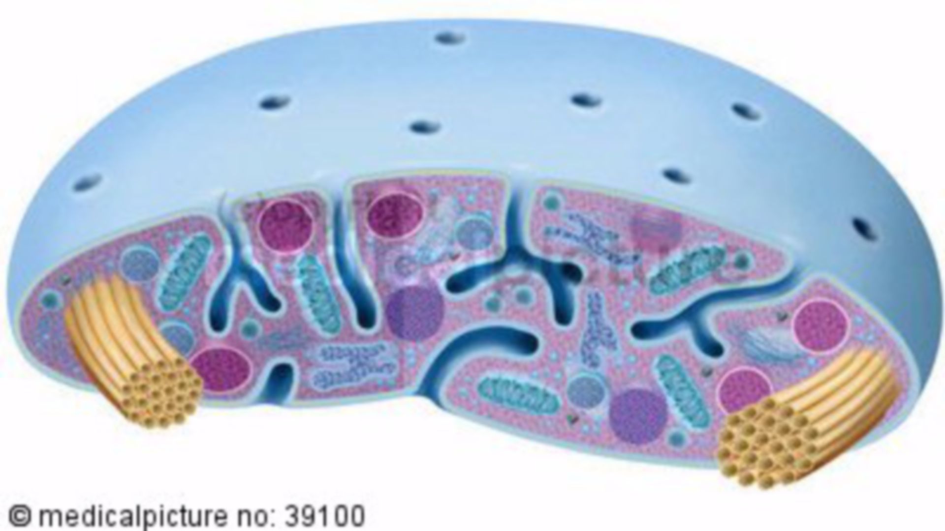 Thrombocyte - Platelet