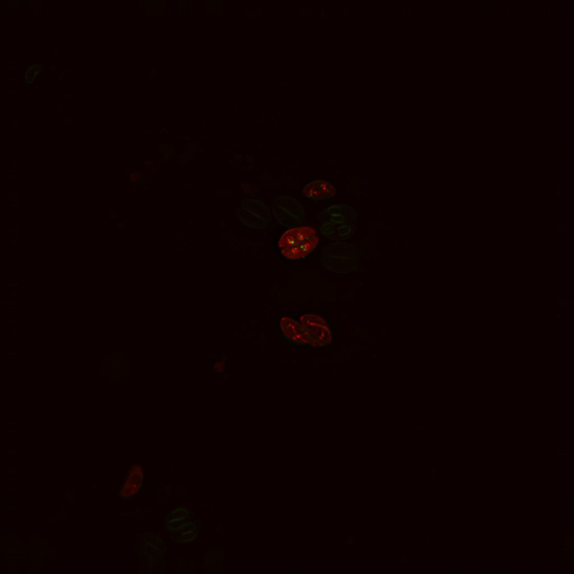 Toxoplasma gondii RH (Inner membrane complex) - CIL:10547