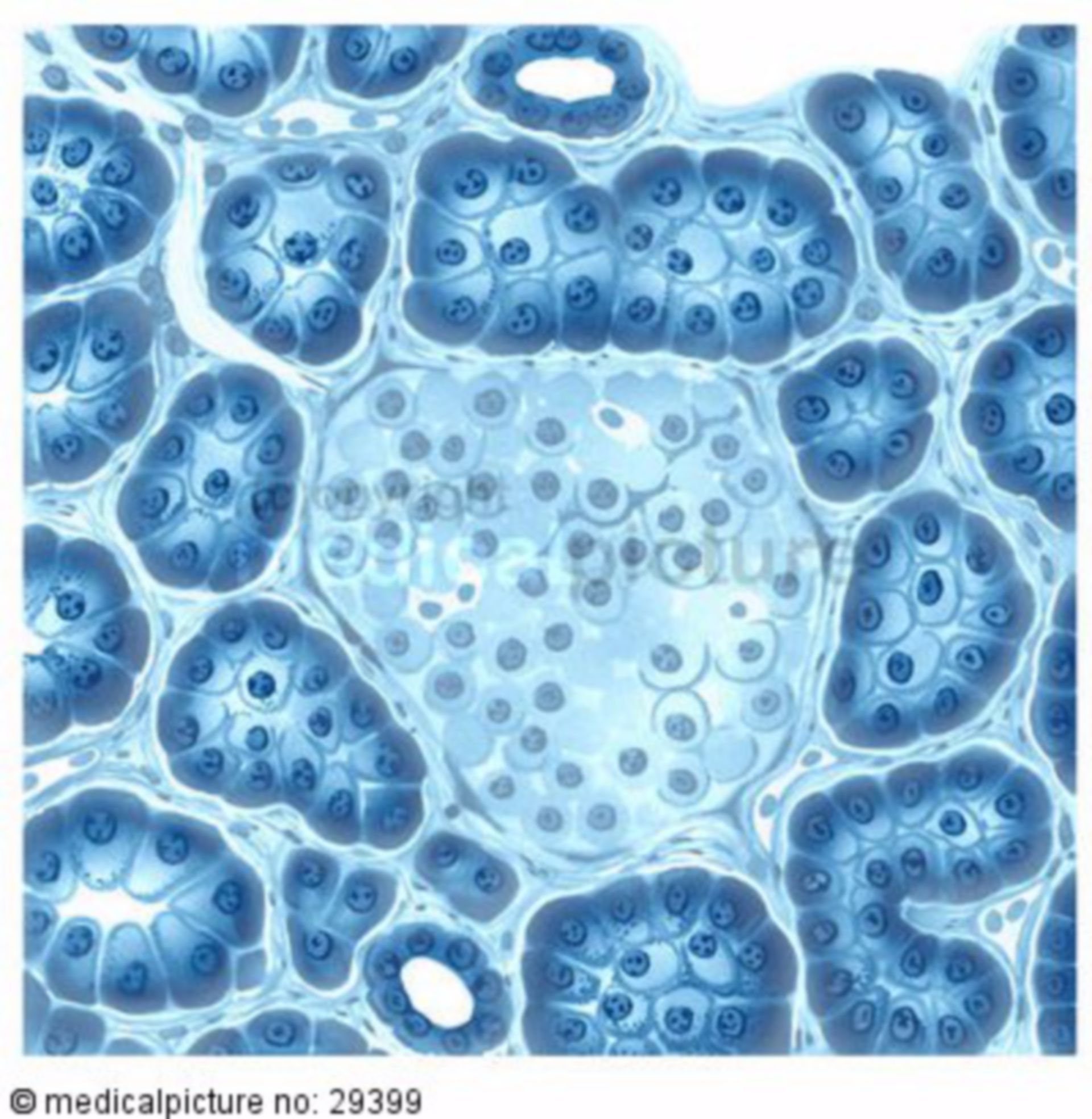 Zellen der Bauchspeicheldrüse