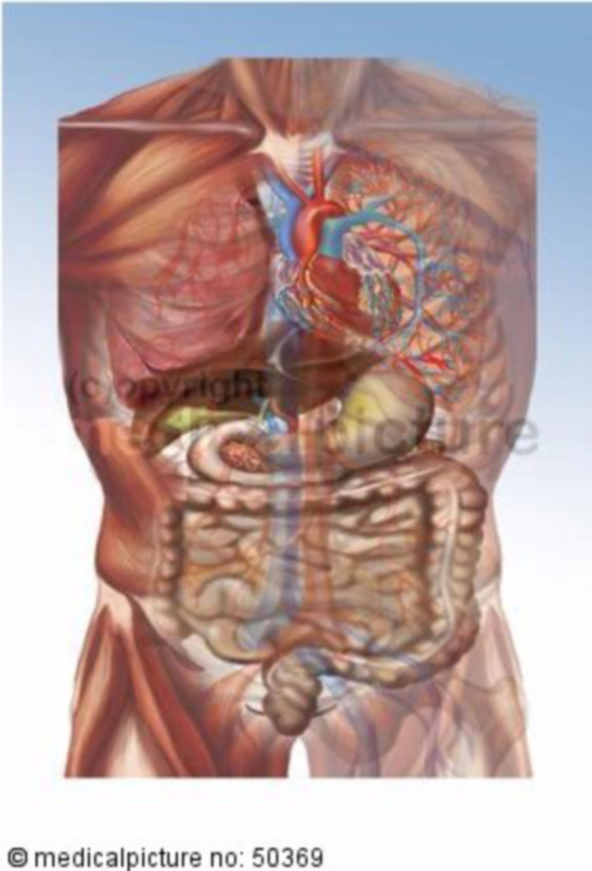 Transparent torso with organs