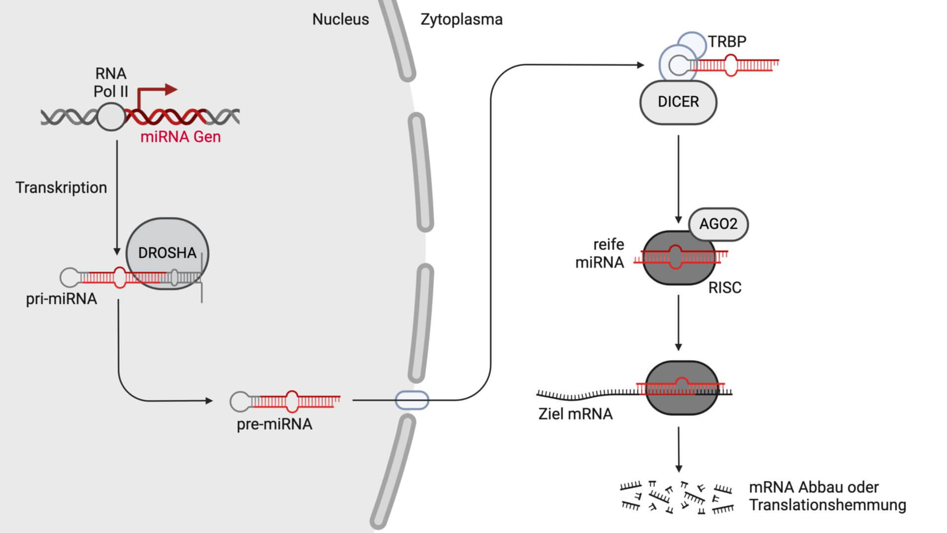 miRNA: Biosynthese und Funktion