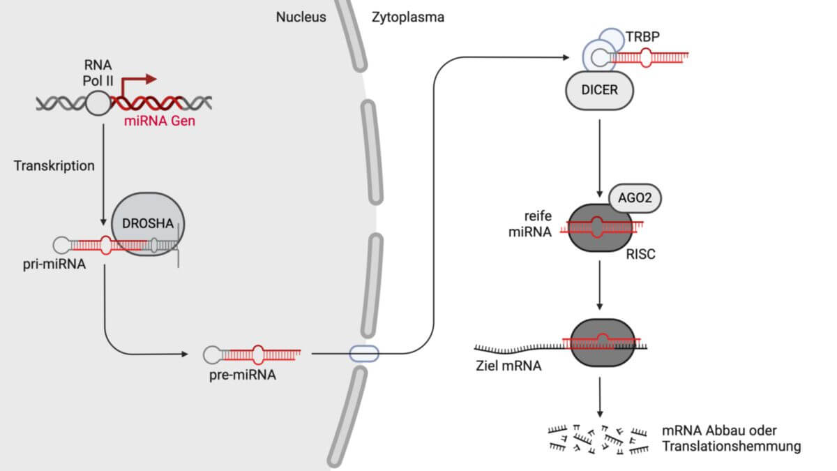 miRNA Biosynthese und Funktion