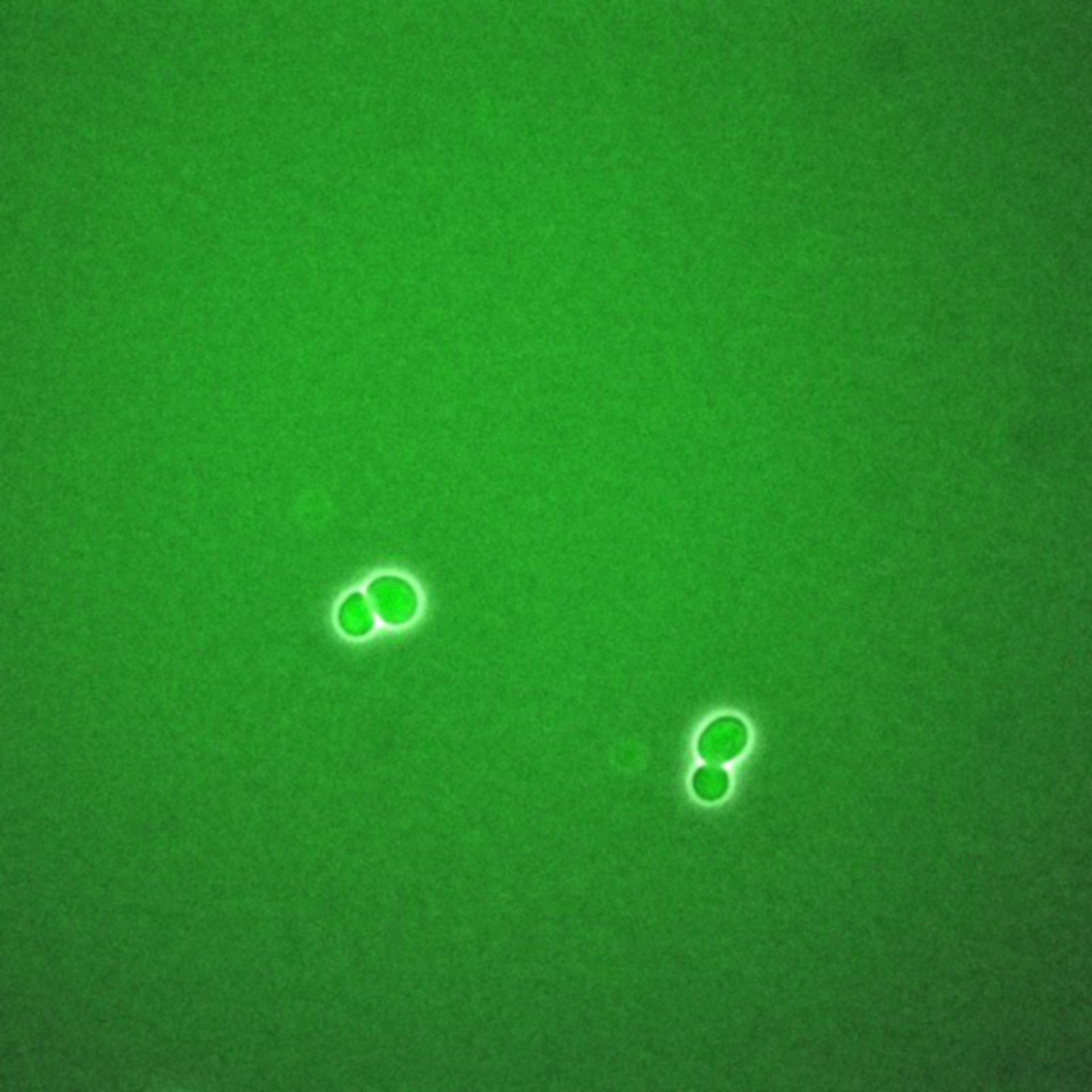 Saccharomyces cerevisiae (BCK2 protein) - CIL:35789