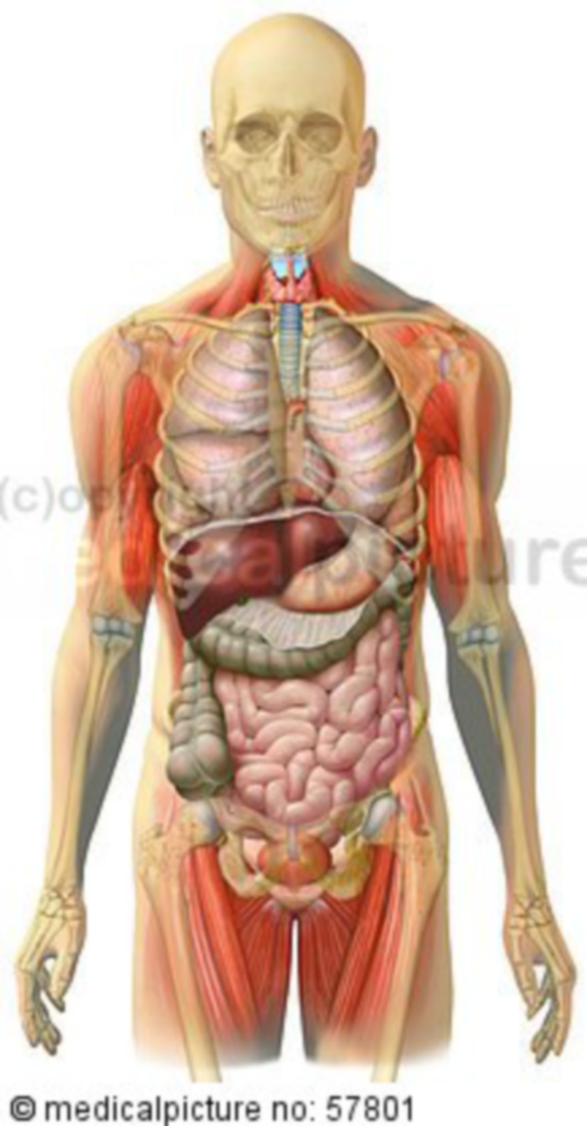  Anatomische Illustrationen - Skelett (transparent) mit Brust-, Bauch-, Beckeneingeweide und Skelettmuskulatur 
