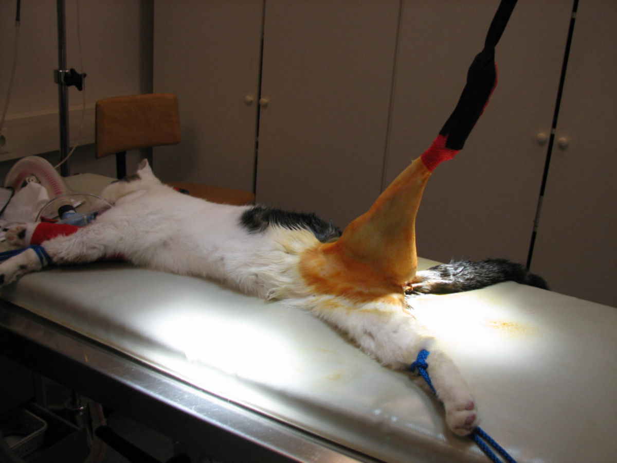 Www Doccheck Com Fr Detail Photos 1251 Aorte Abdominale 21 06 29 Dccdn De Www Doccheck Com Data G5 4f 9a 94 St C5 Aorta Abdominalis Image531 Md Jpg Aorte Abdominale Www Doccheck Com Fr Detail Photos 1257 Ci Joint Tire La