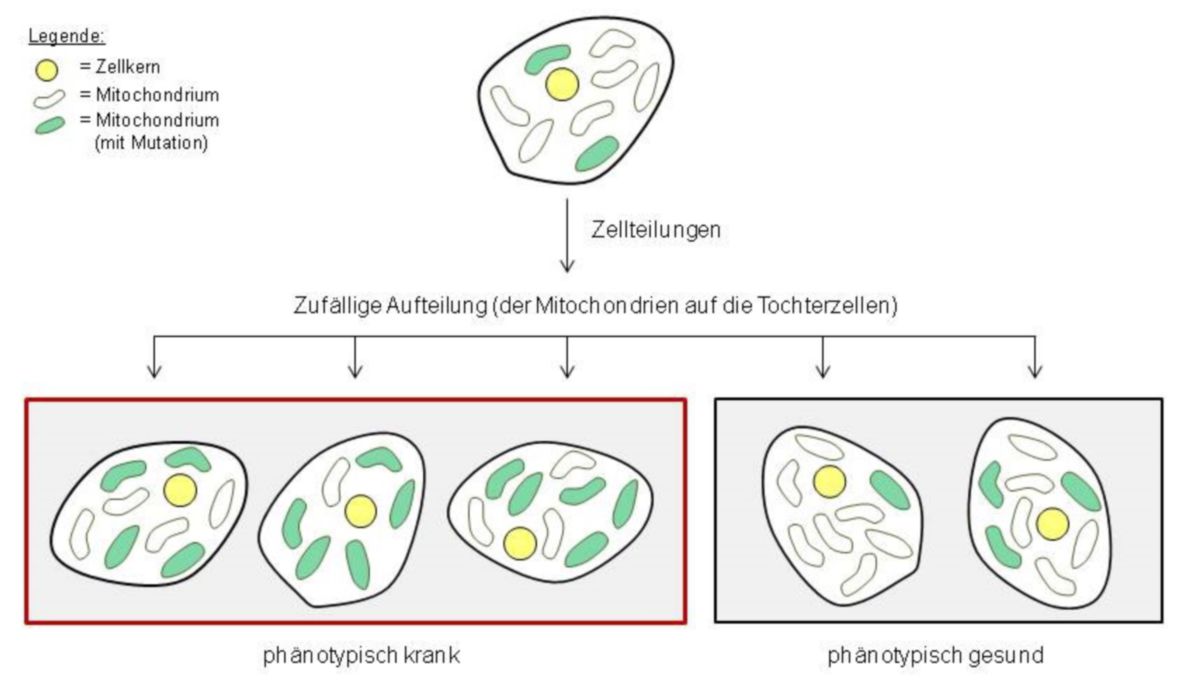 Mitochondriale Vererbung - DocCheck Flexikon