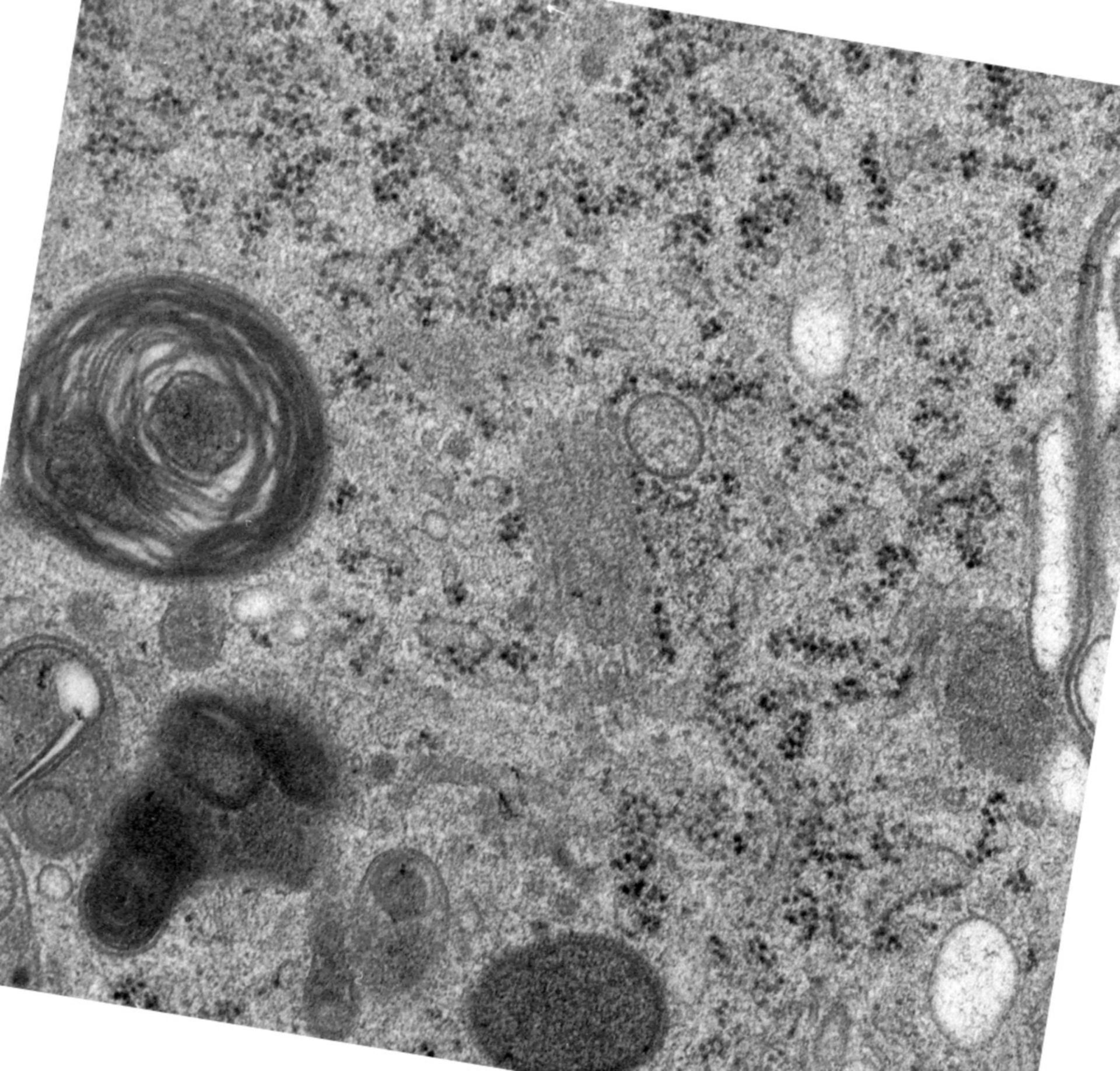 Rattus norvegicus (Golgi cisterna) - CIL:24494