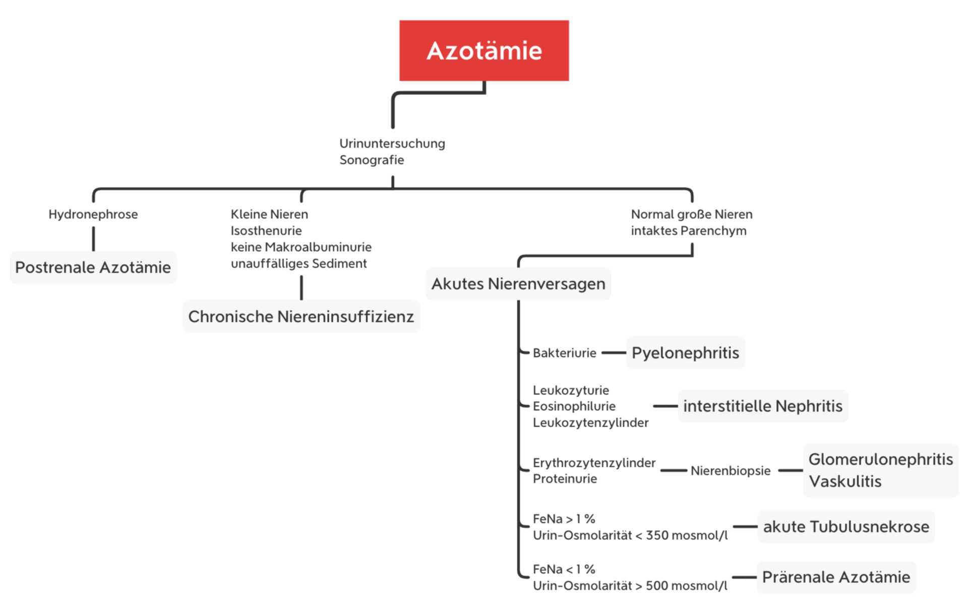 Möglicher Algorithmus bei einer Azotämie