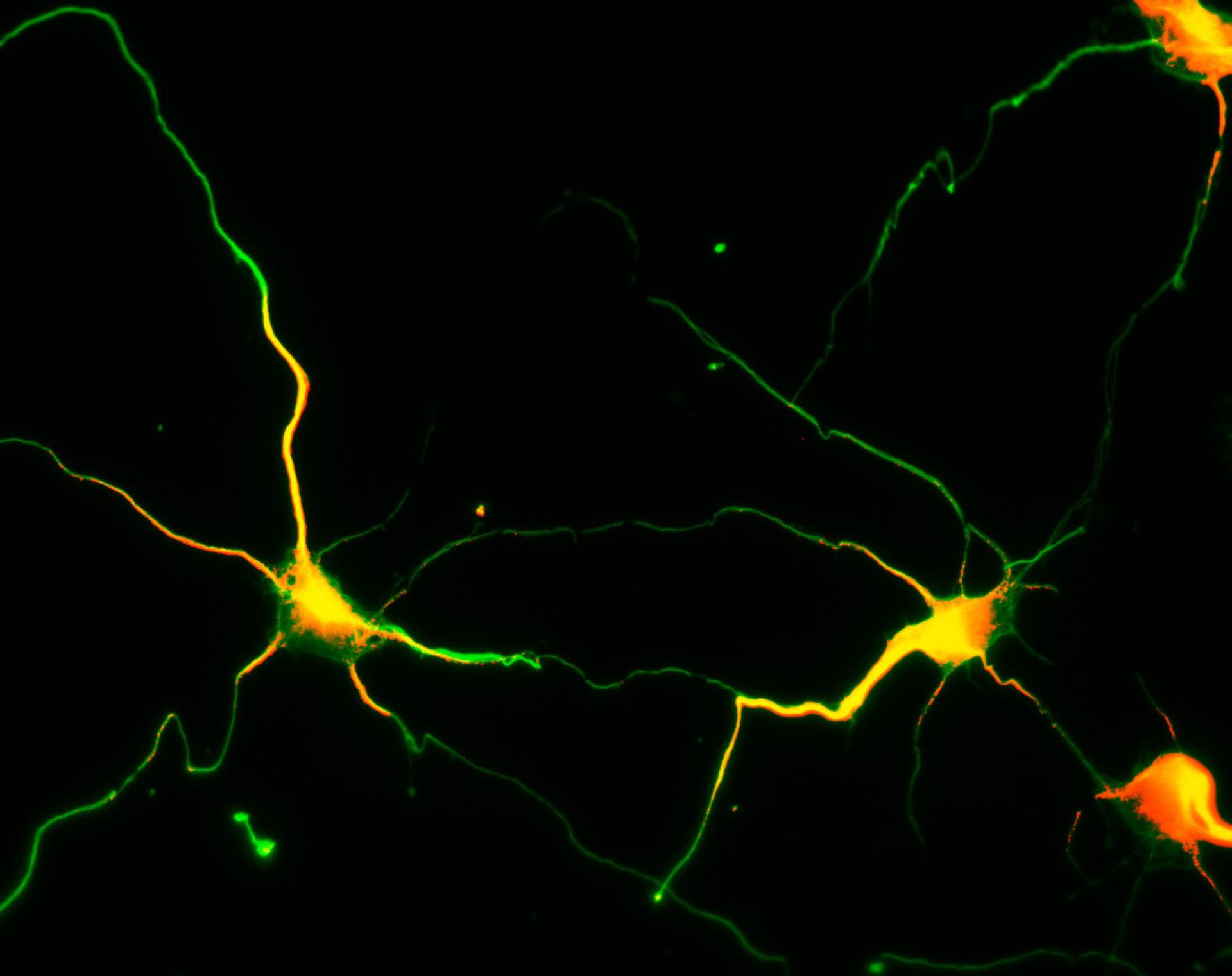 Rattus (Dendrite) - CIL:8271