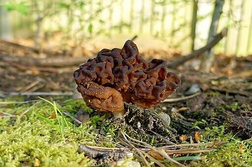 512px-gyromitra_esculenta__40695510365_original.jpg