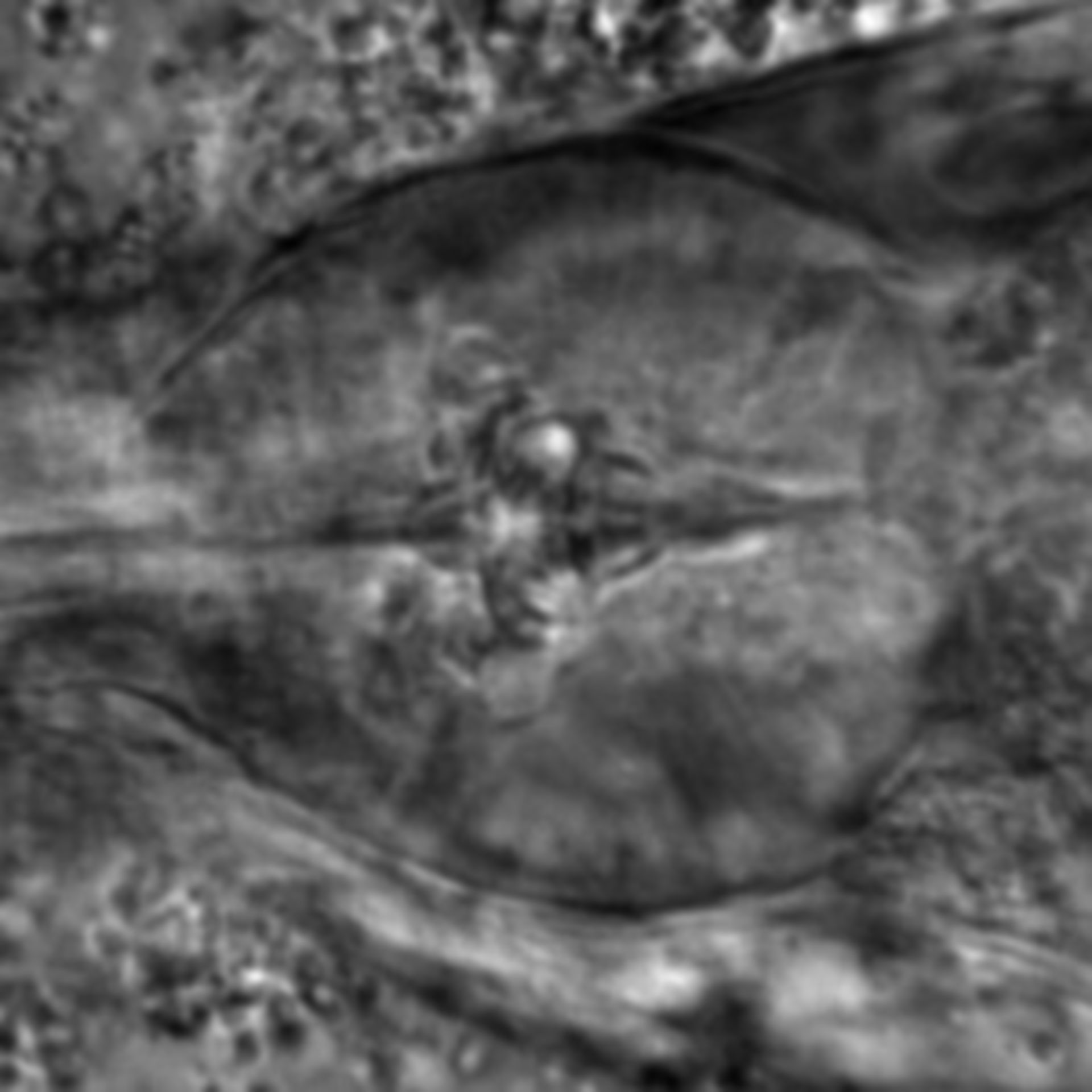 Caenorhabditis elegans - CIL:1923