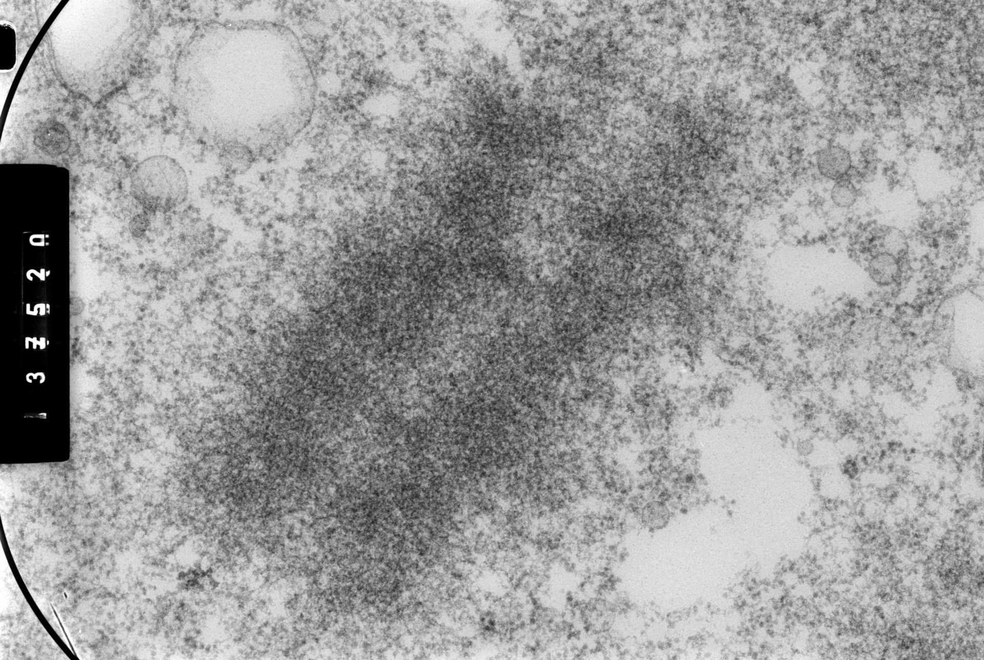 Cricetulus griseus (Nuclear chromosome) - CIL:35555