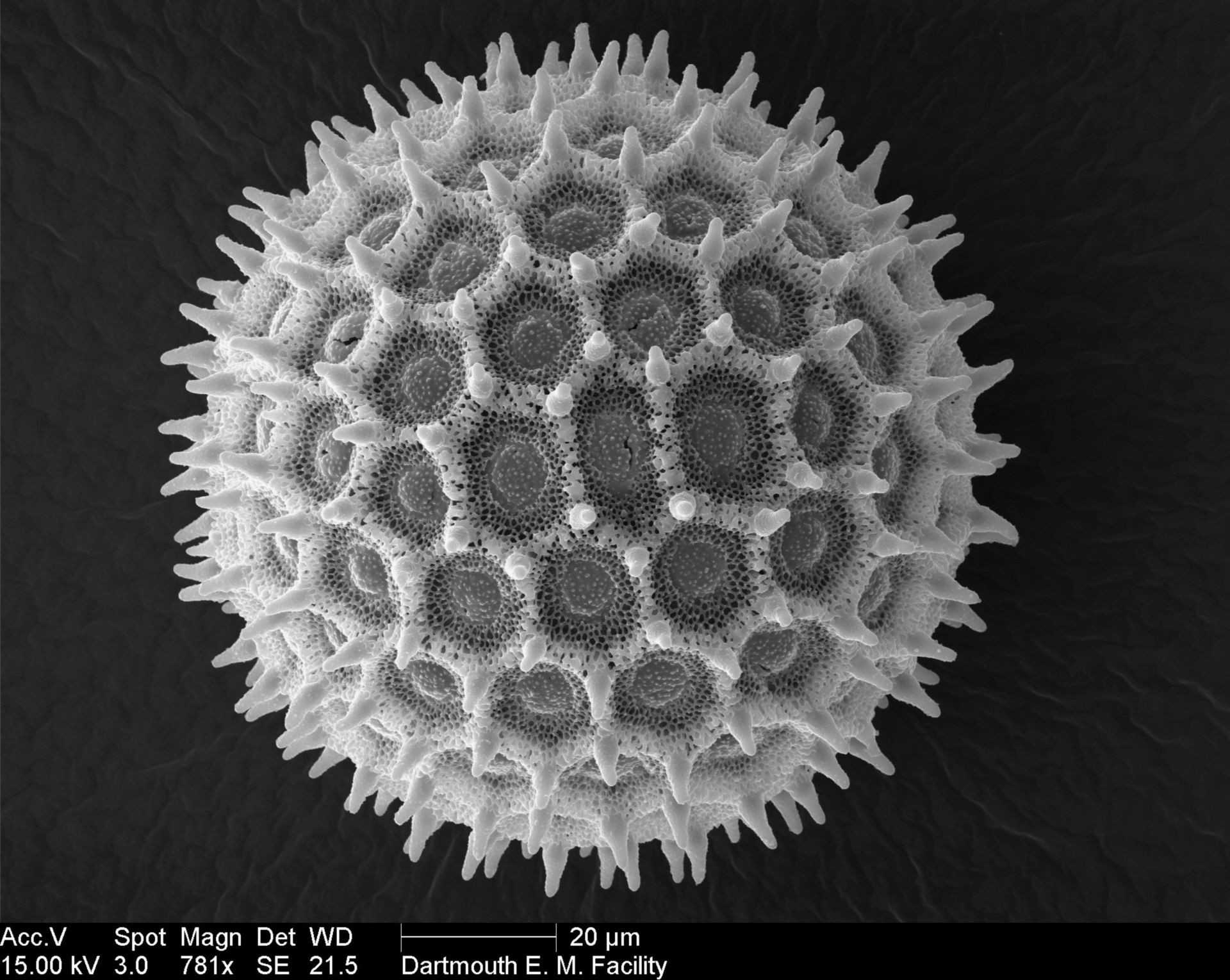 Ipomea purpurea (Pollen wall) - CIL:40321