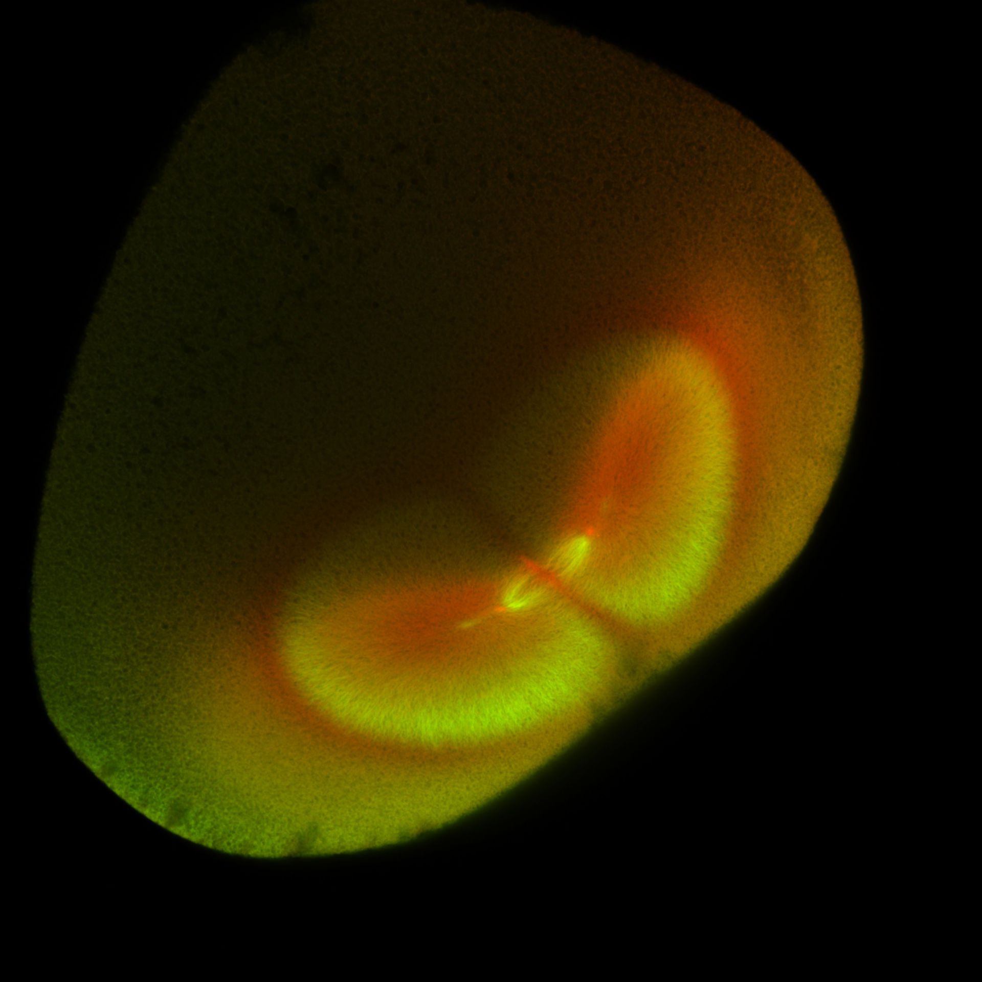 Xenopus laevis (DNA) - CIL:36587