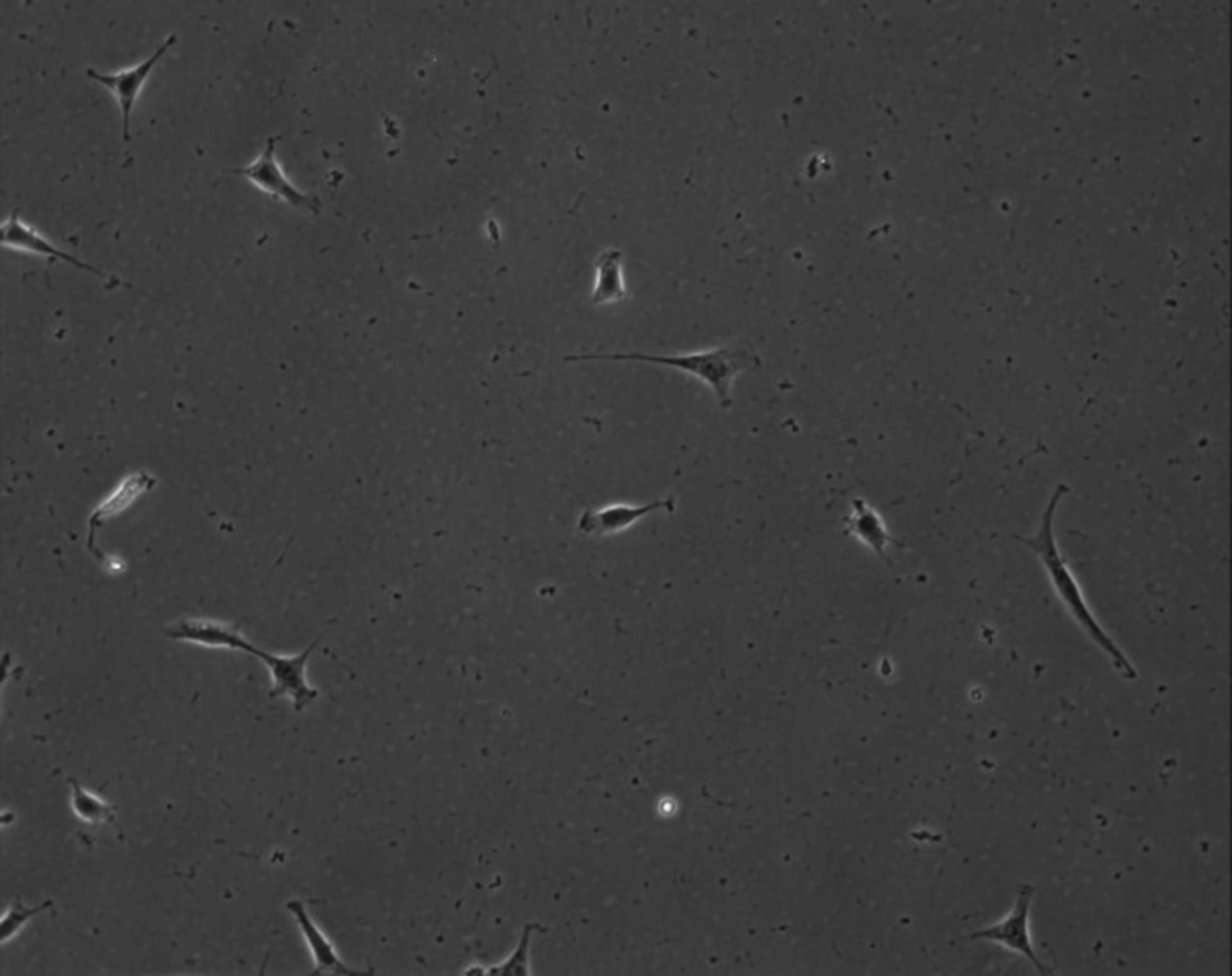 Mus musculus (Extracellular matrix part) - CIL:8925