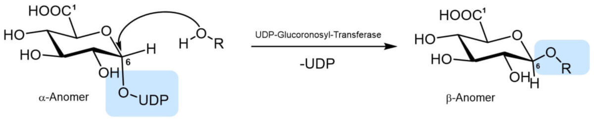 Glucuronidierung