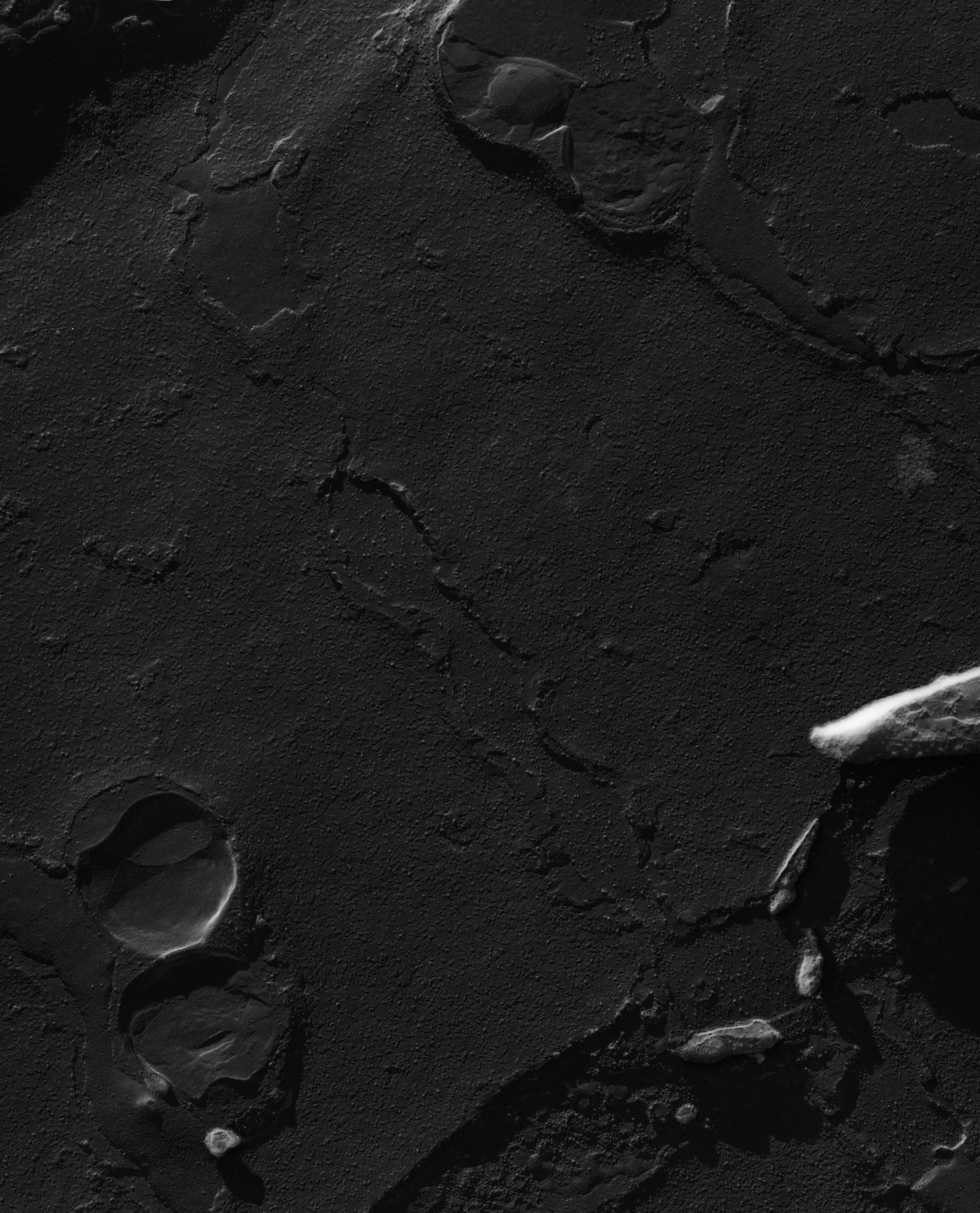 Damselfly (Sarcoplasmic reticulum) - CIL:18465