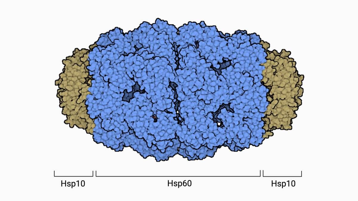 Hsp60 im Komplex mit Hsp10