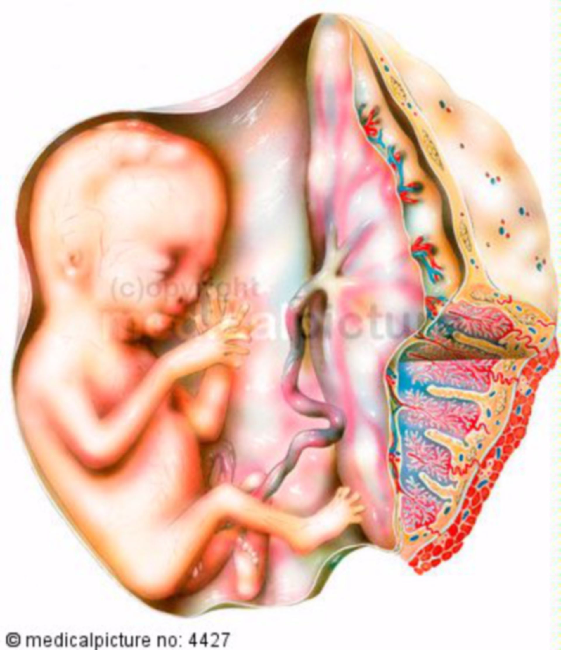 Embryo with placenta