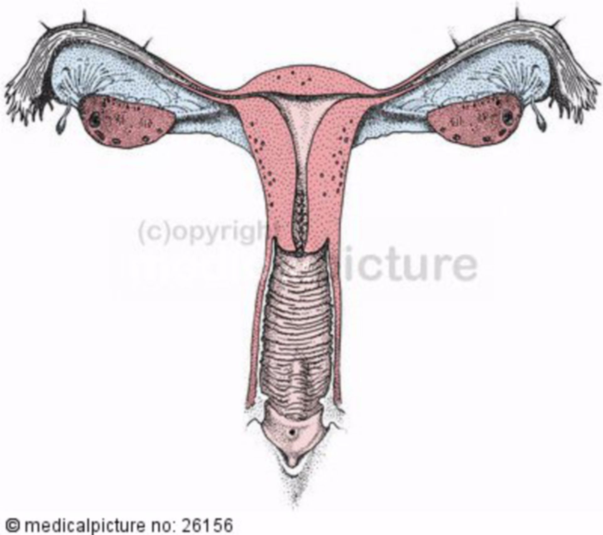 Female sexual organs