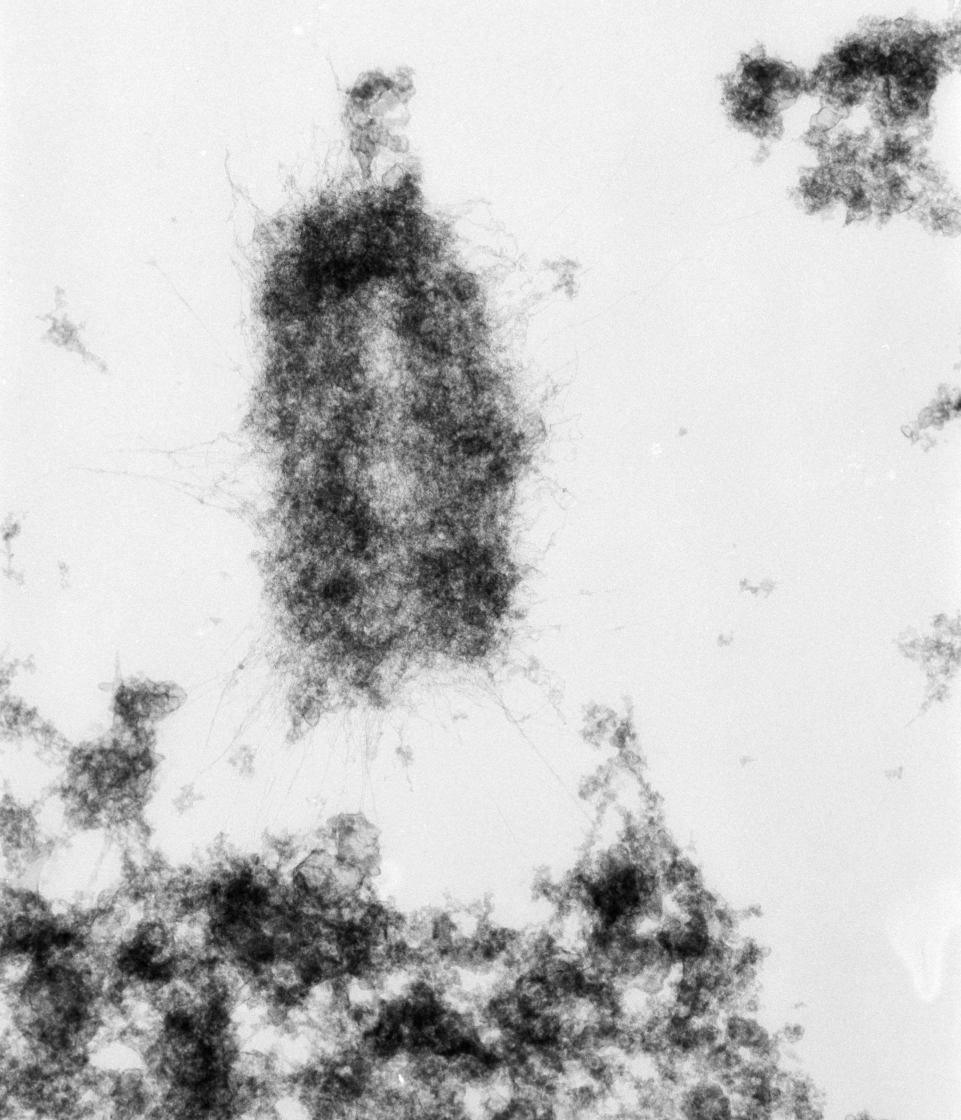 Mus musculus (Nuclear chromosome) - CIL:40693