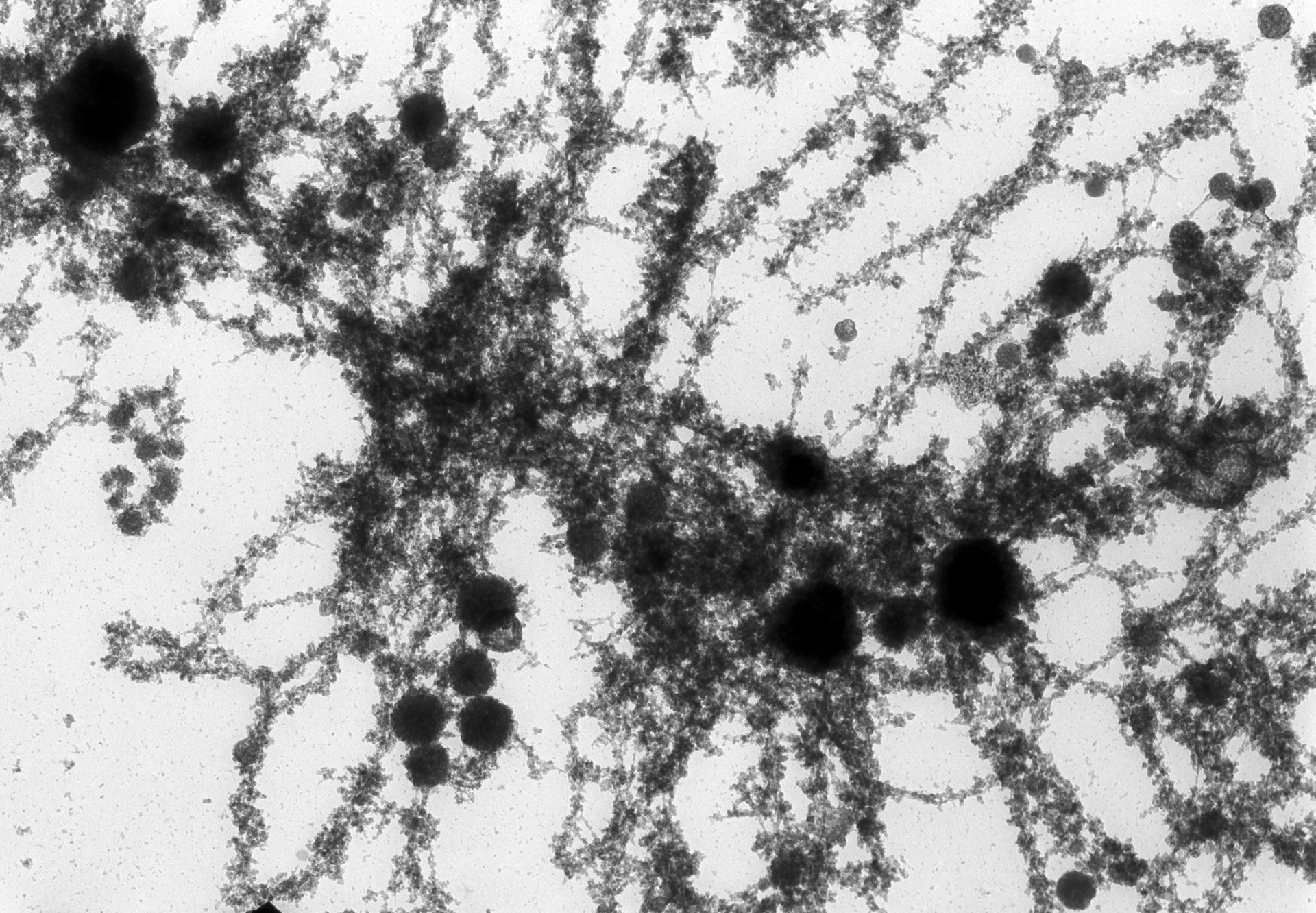 Notophthalmus viridescens (Lampbrush chromosomes) - CIL:10706