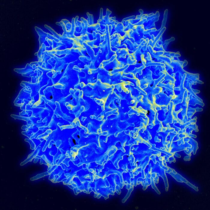 low-res_healthy_human_t_cell.png_original.jpg