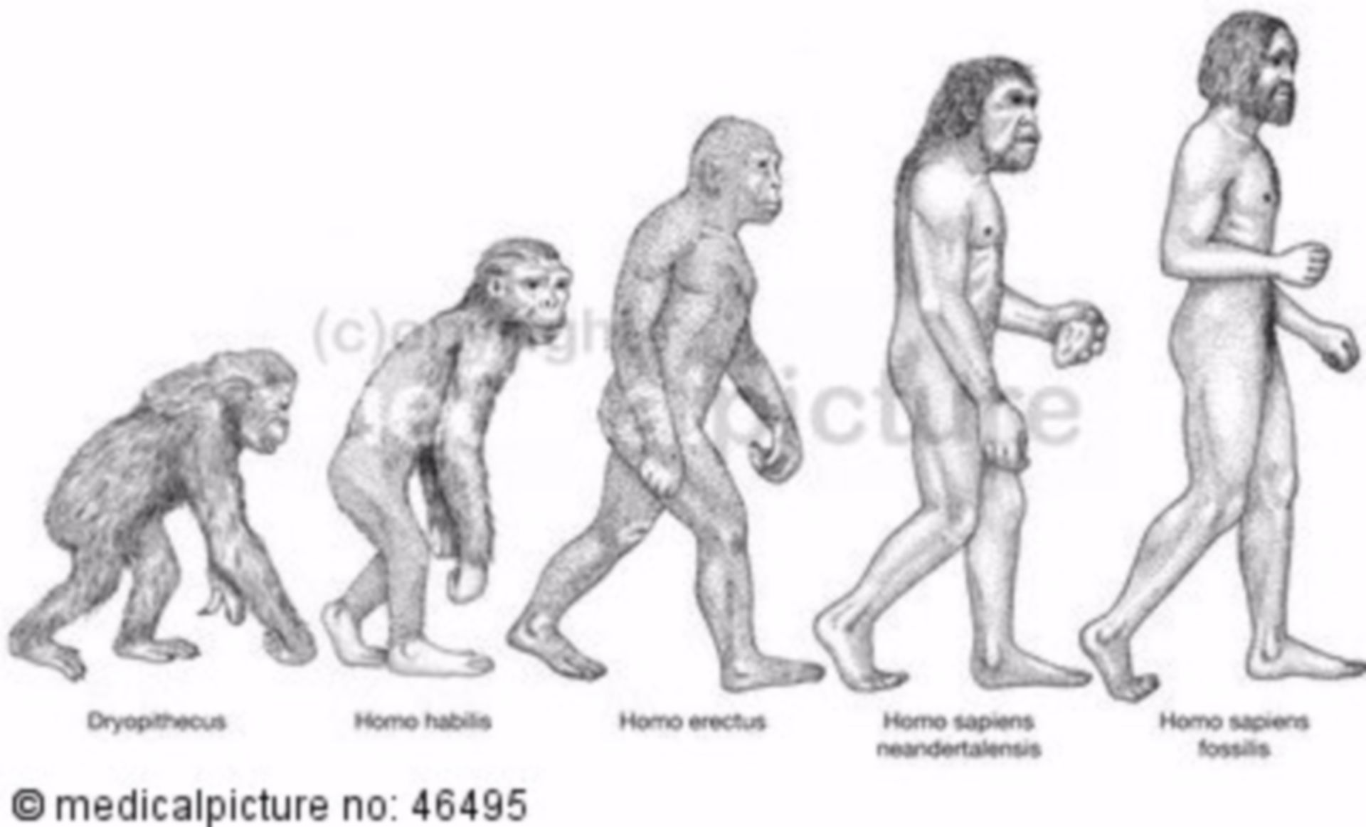 Theory of evolution, development