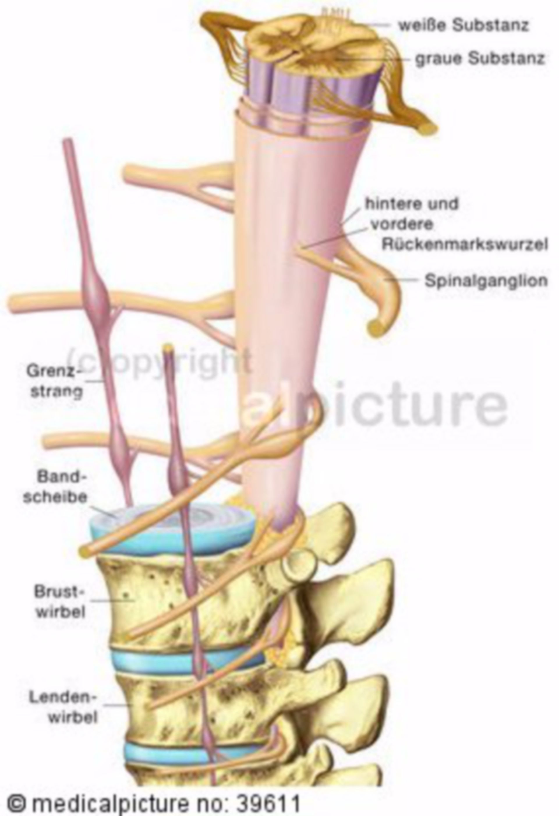 Wirbelsäule und Rückenmark, Columna vertebralis et Medulla spinalis