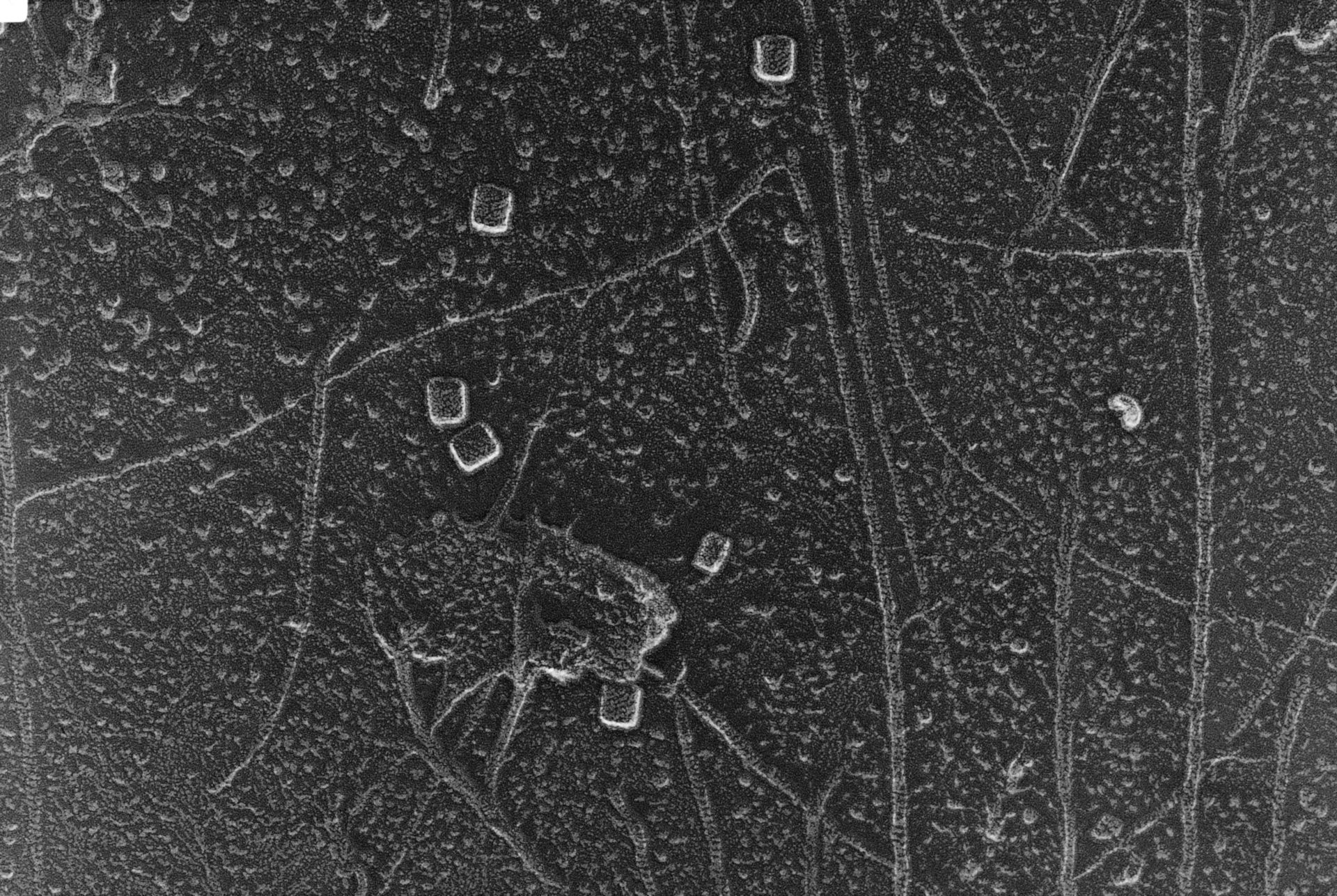 Oryctolagus cuniculus (Cytoskeleton) - CIL:830