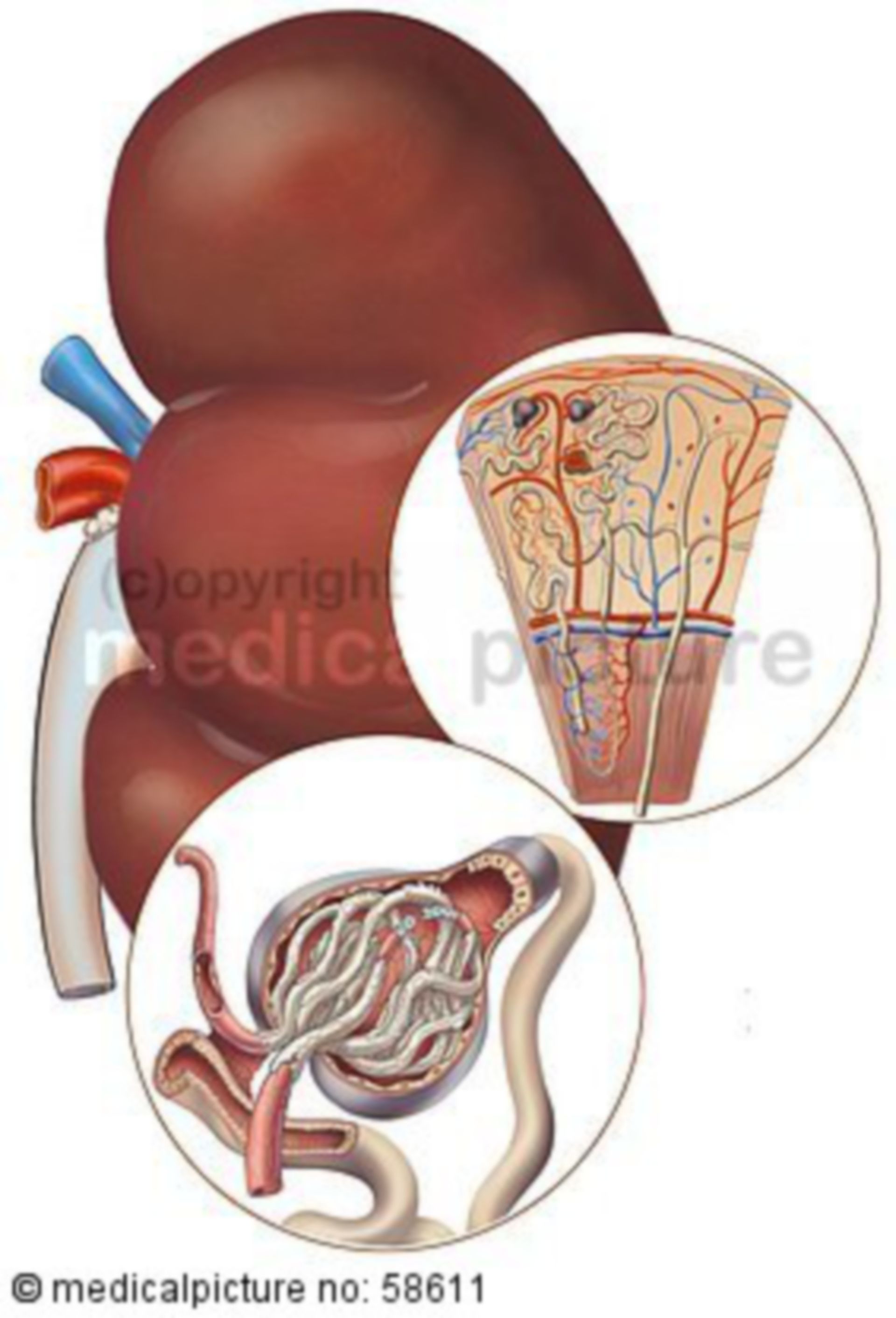  Niere und Nierenkörperchen 
