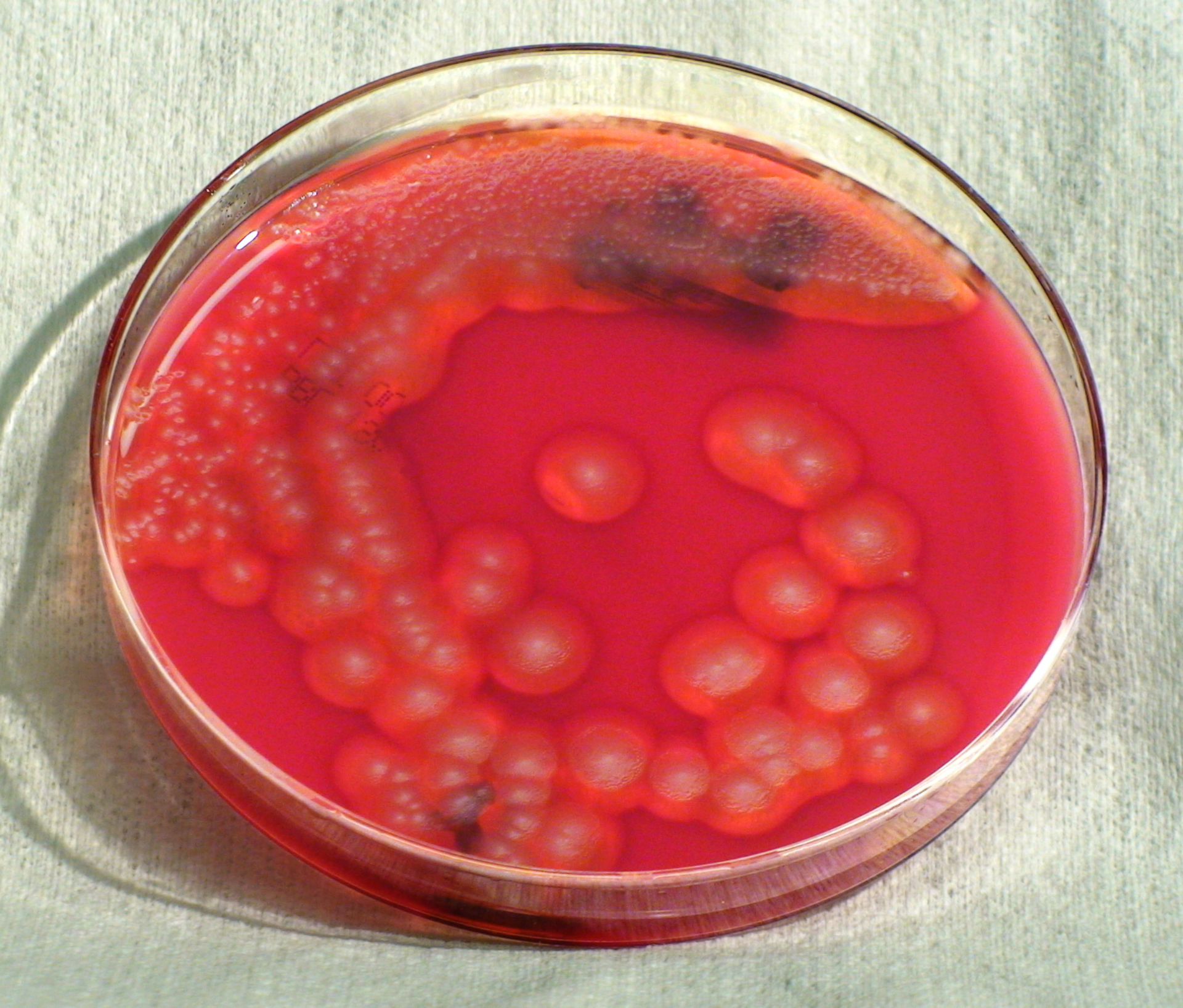 Bacillus cereus Bakterien (SBA-Kultur)