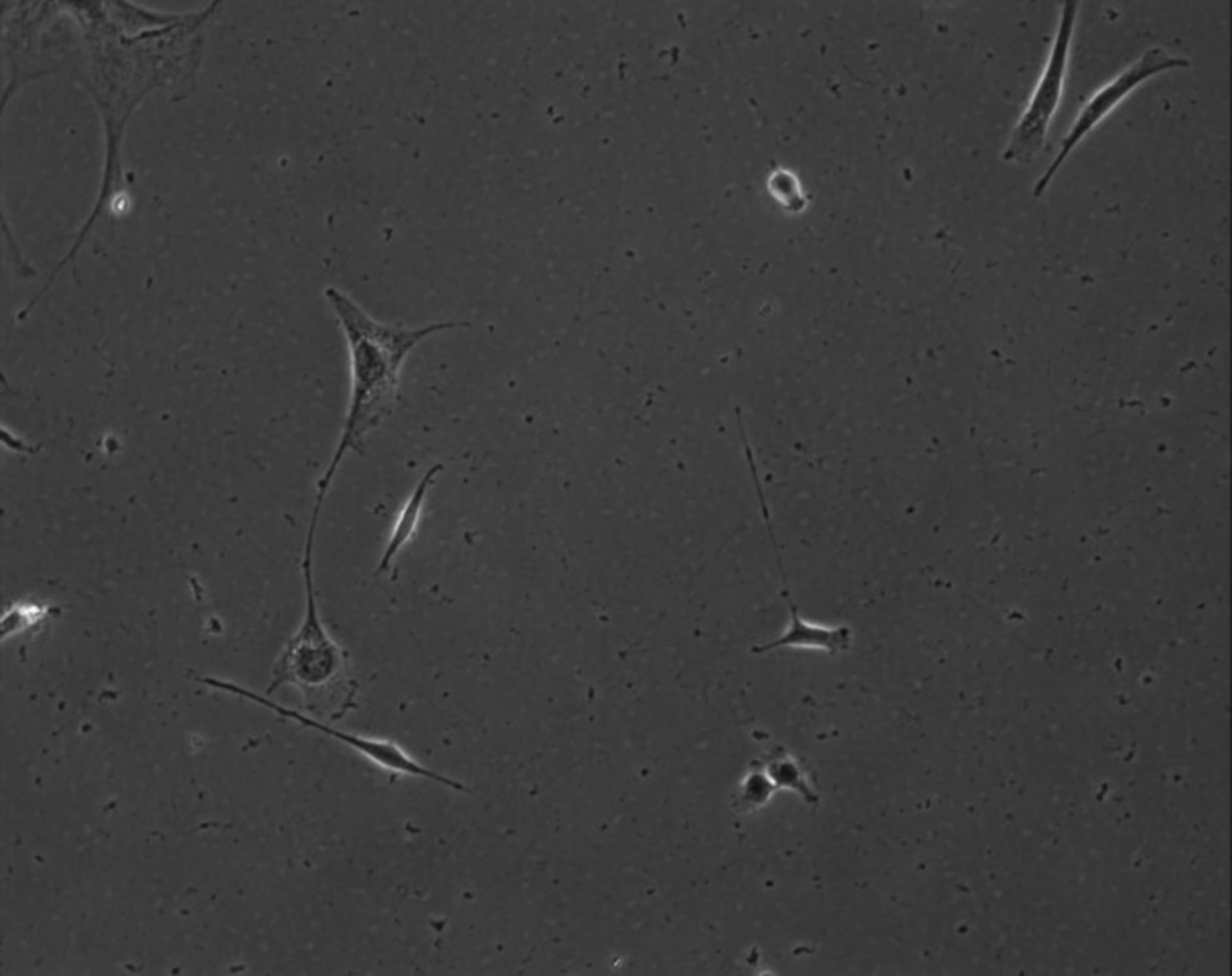 Mus musculus (Extracellular matrix part) - CIL:8922