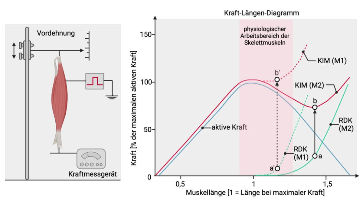 Beziehung zwischen Kraft und Muskellänge