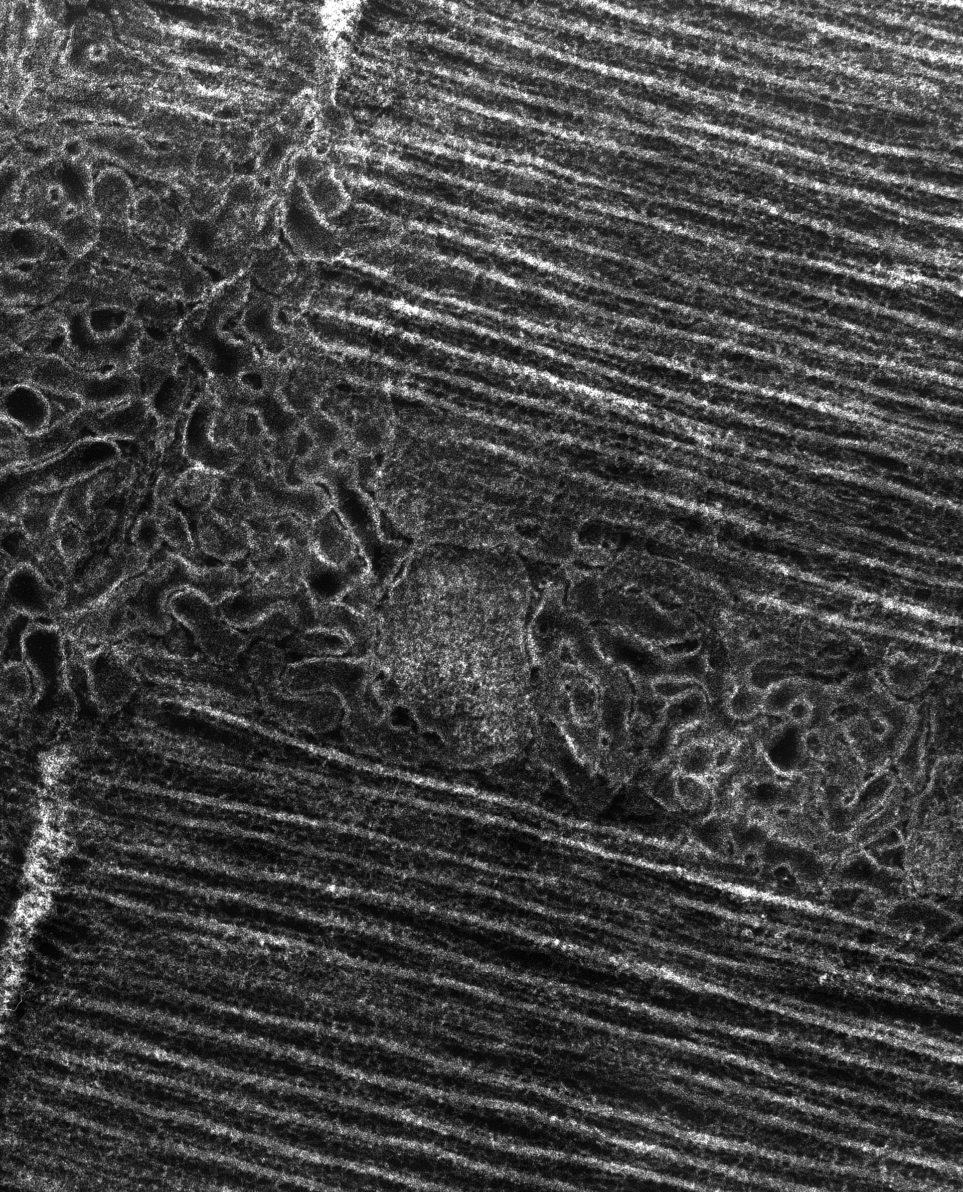 Damselfly (T-tubule) - CIL:37362